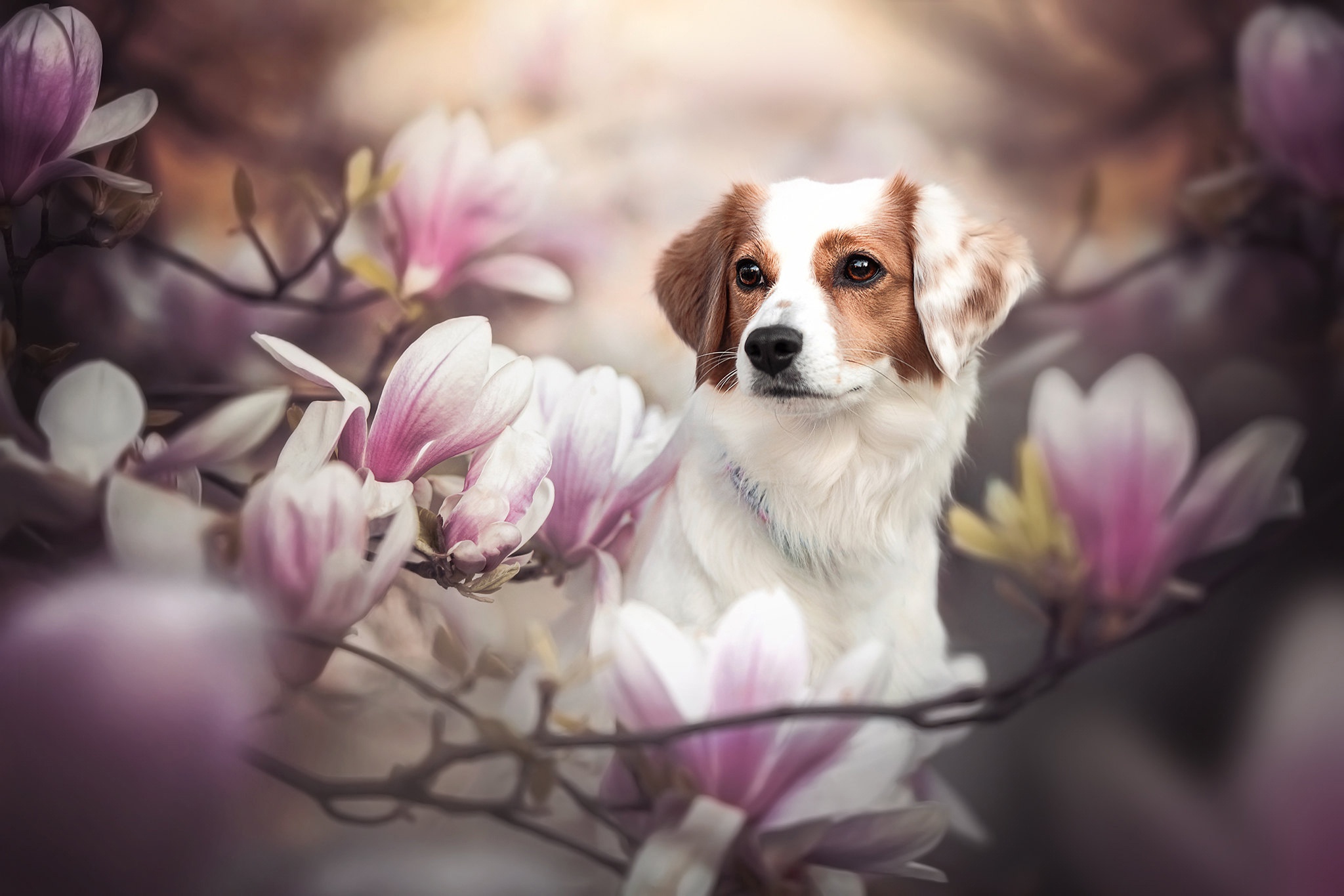 PCデスクトップに動物, 花, 犬, マグノリア, コイケルホンジェ画像を無料でダウンロード