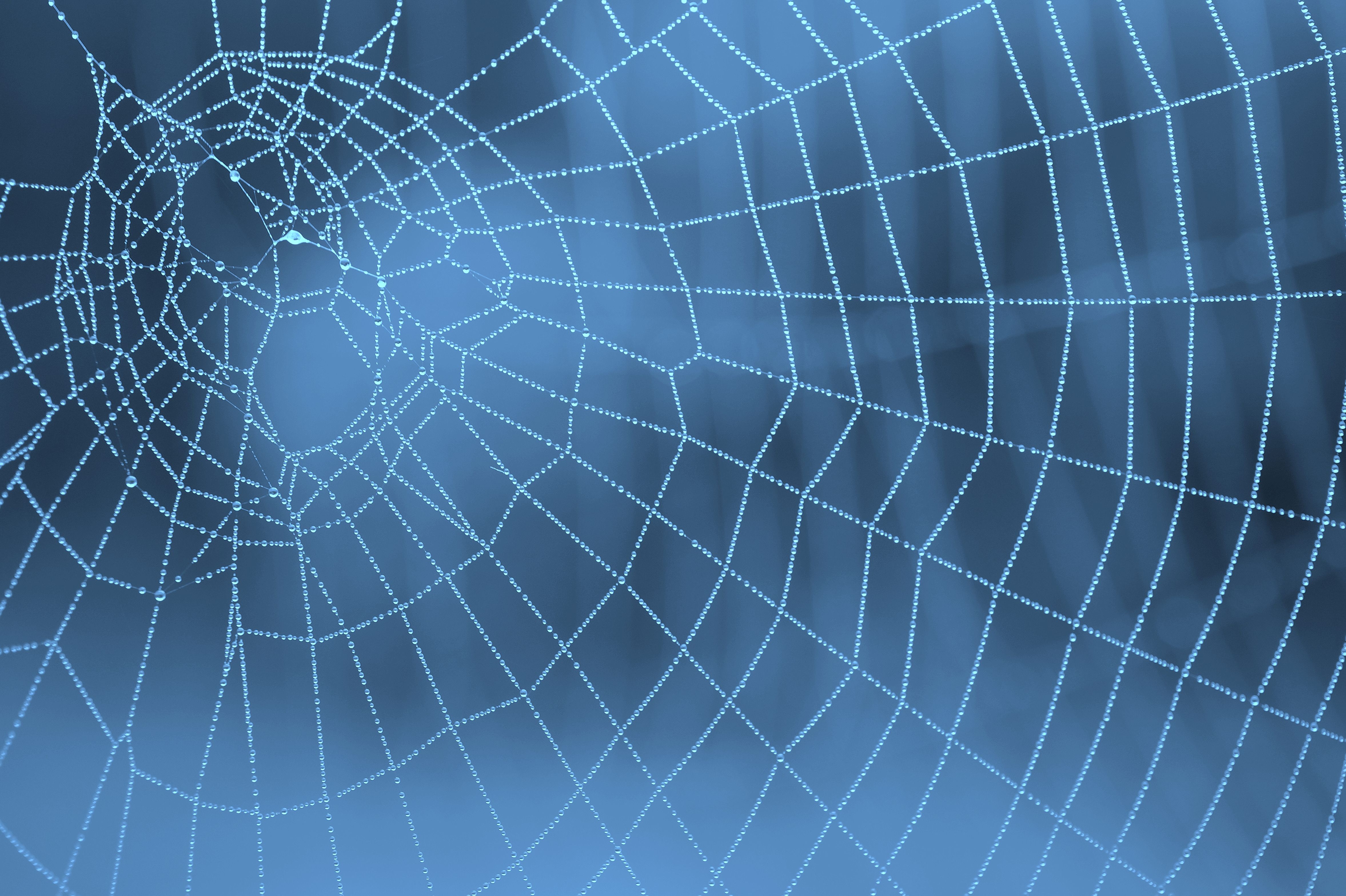 Spider Web  1366x768 Wallpapers
