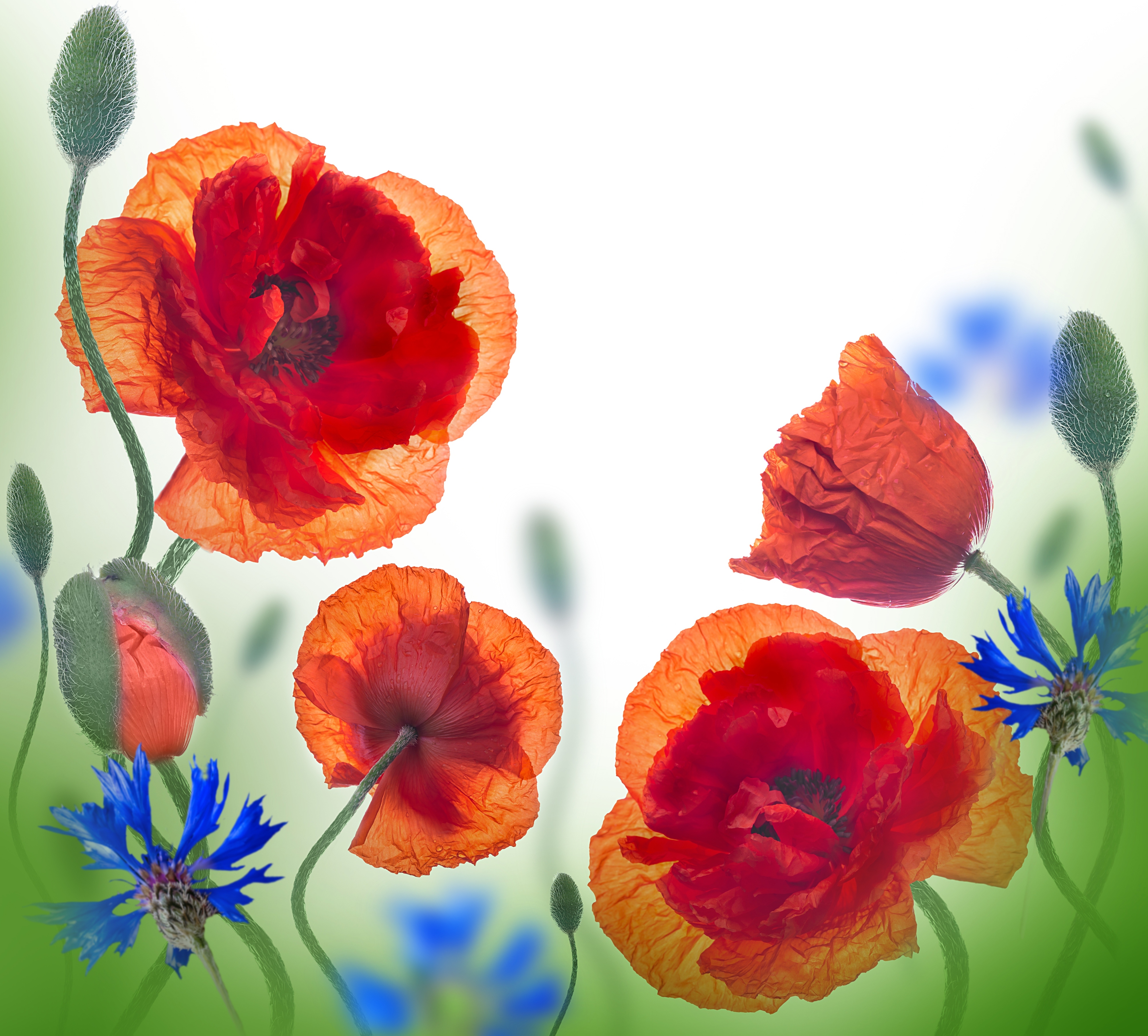 Download mobile wallpaper Nature, Flowers, Summer, Flower, Earth, Poppy, Orange Flower for free.