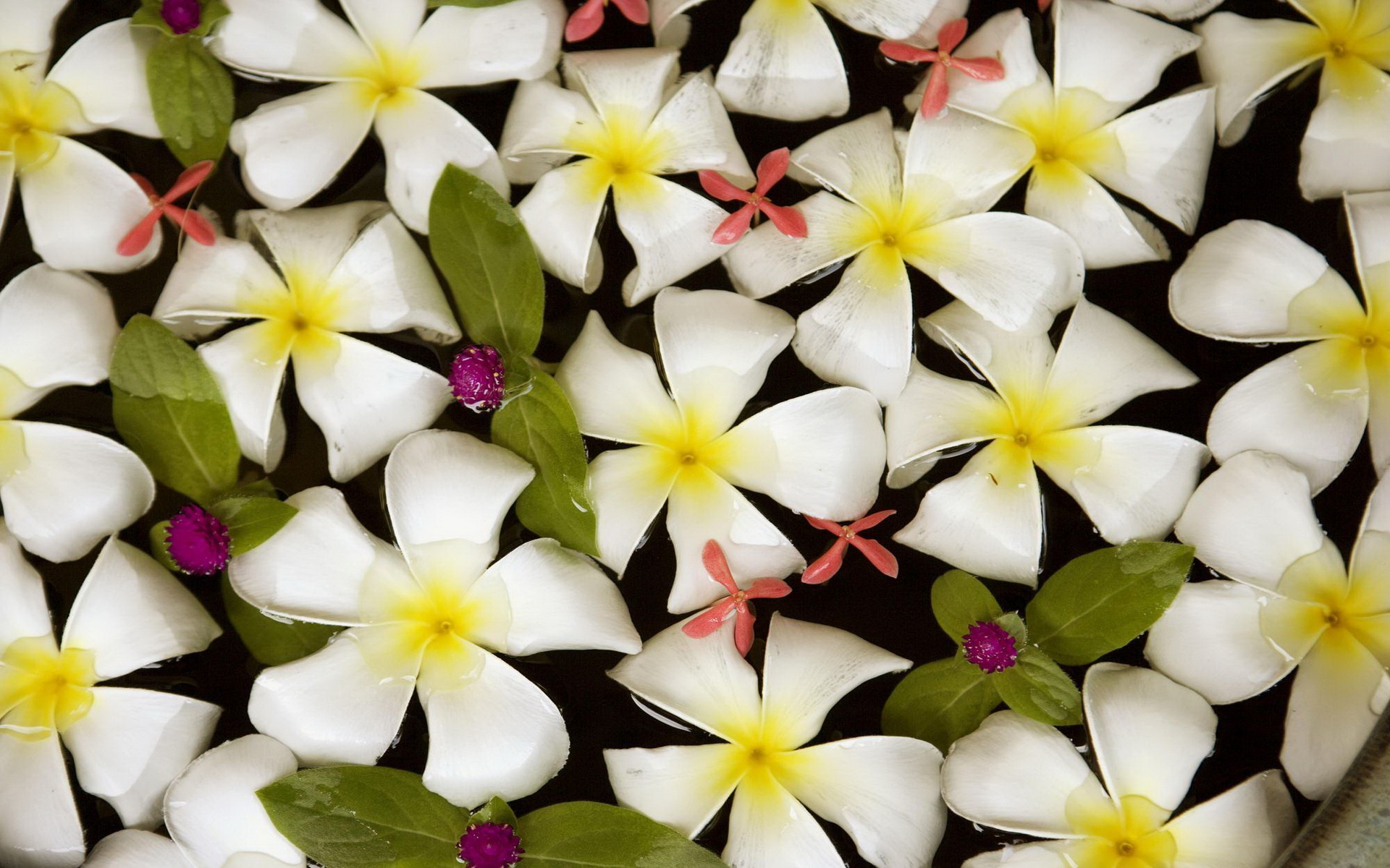 Téléchargez gratuitement l'image Fleurs, Fleur, Terre/nature sur le bureau de votre PC