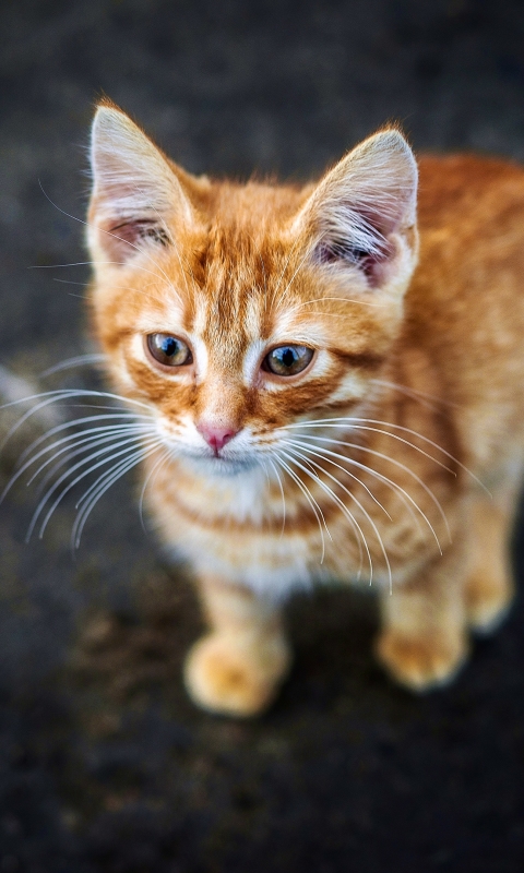 Скачати мобільні шпалери Кішка, Кошеня, Тварина, Коти безкоштовно.