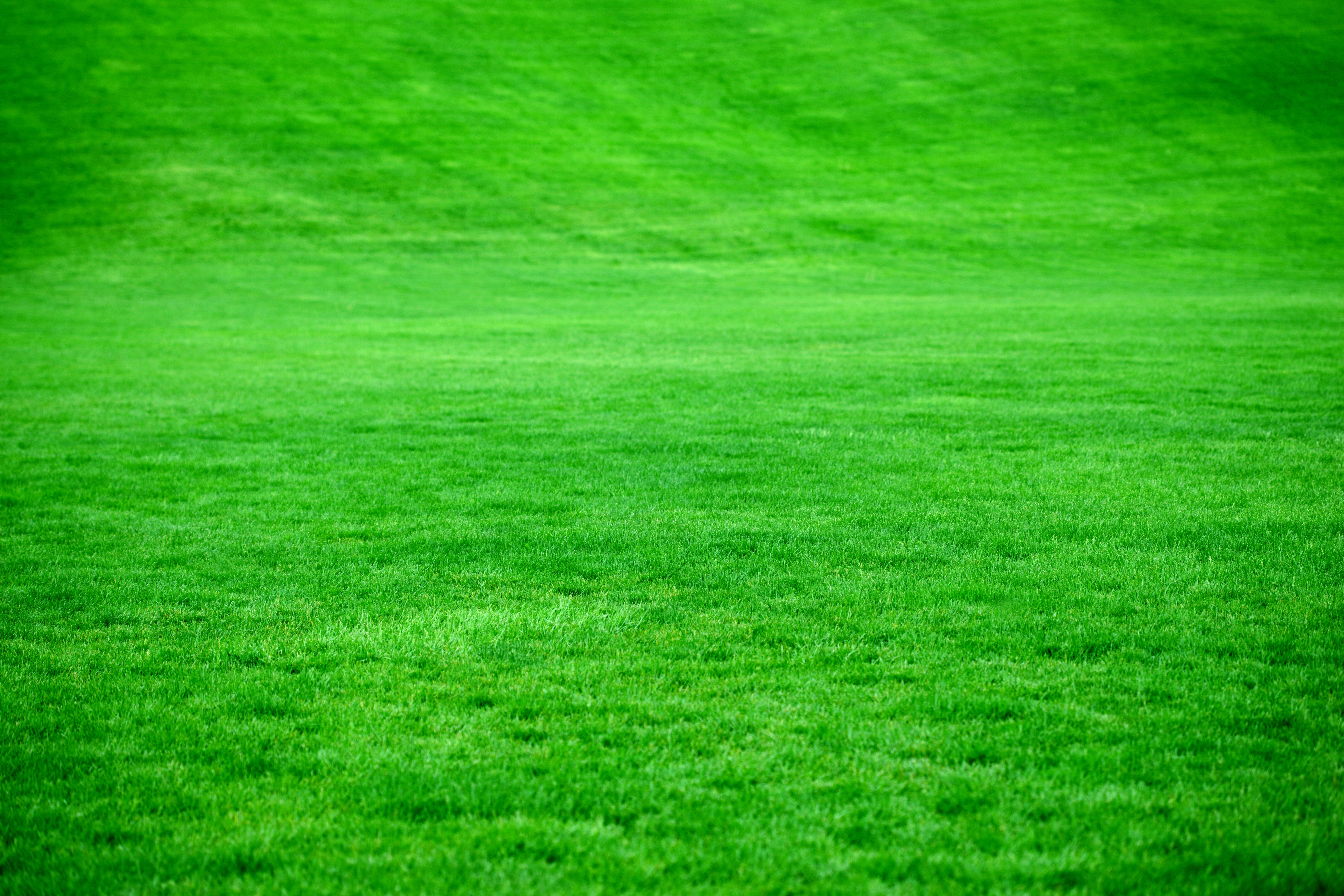 84604 скачать обои зеленый, яркий, газон, трава, природа - заставки и картинки бесплатно