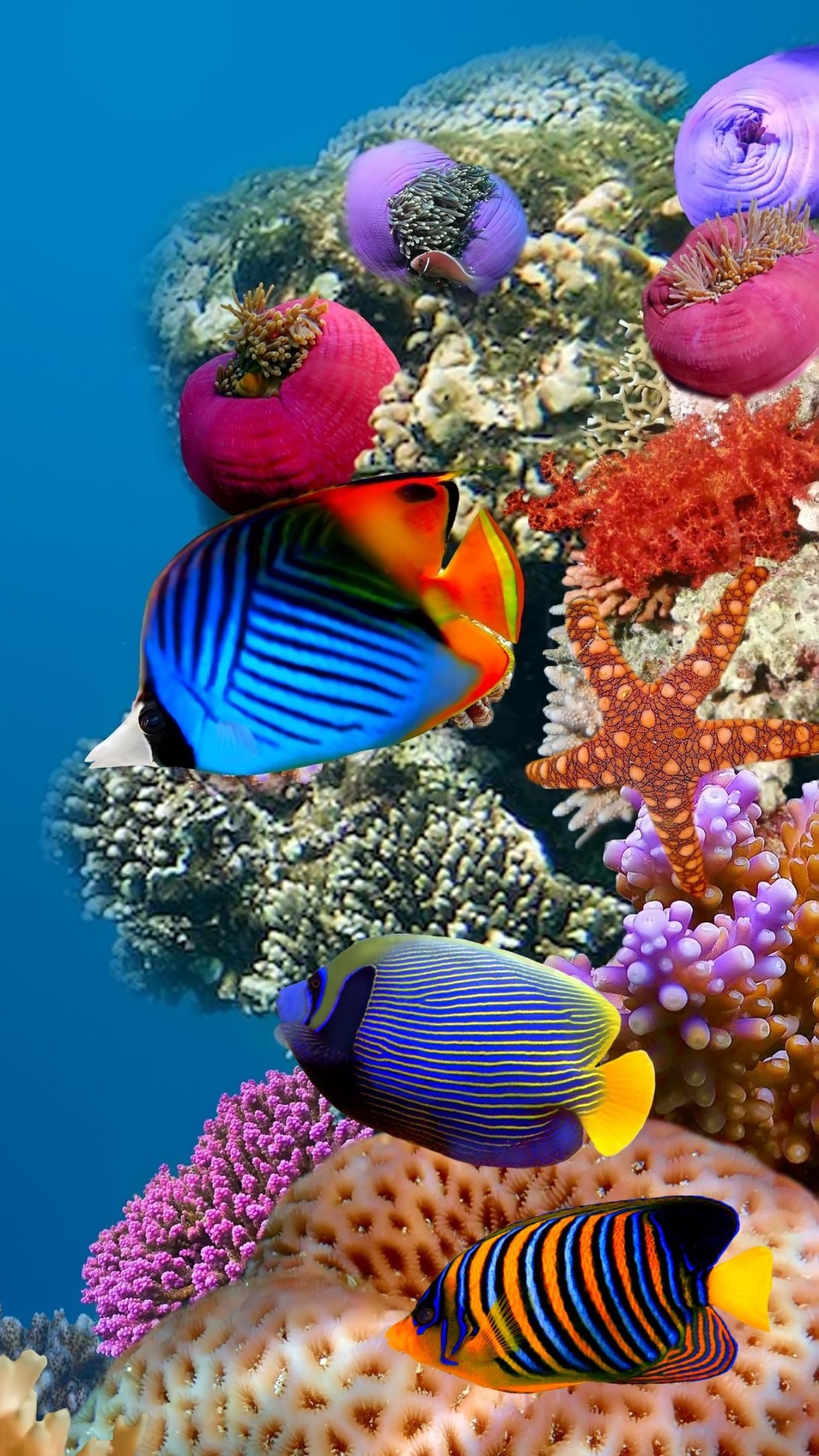 Скачати мобільні шпалери Море, Океан, Тварина, Риба, Під Водою, Морське Життя безкоштовно.