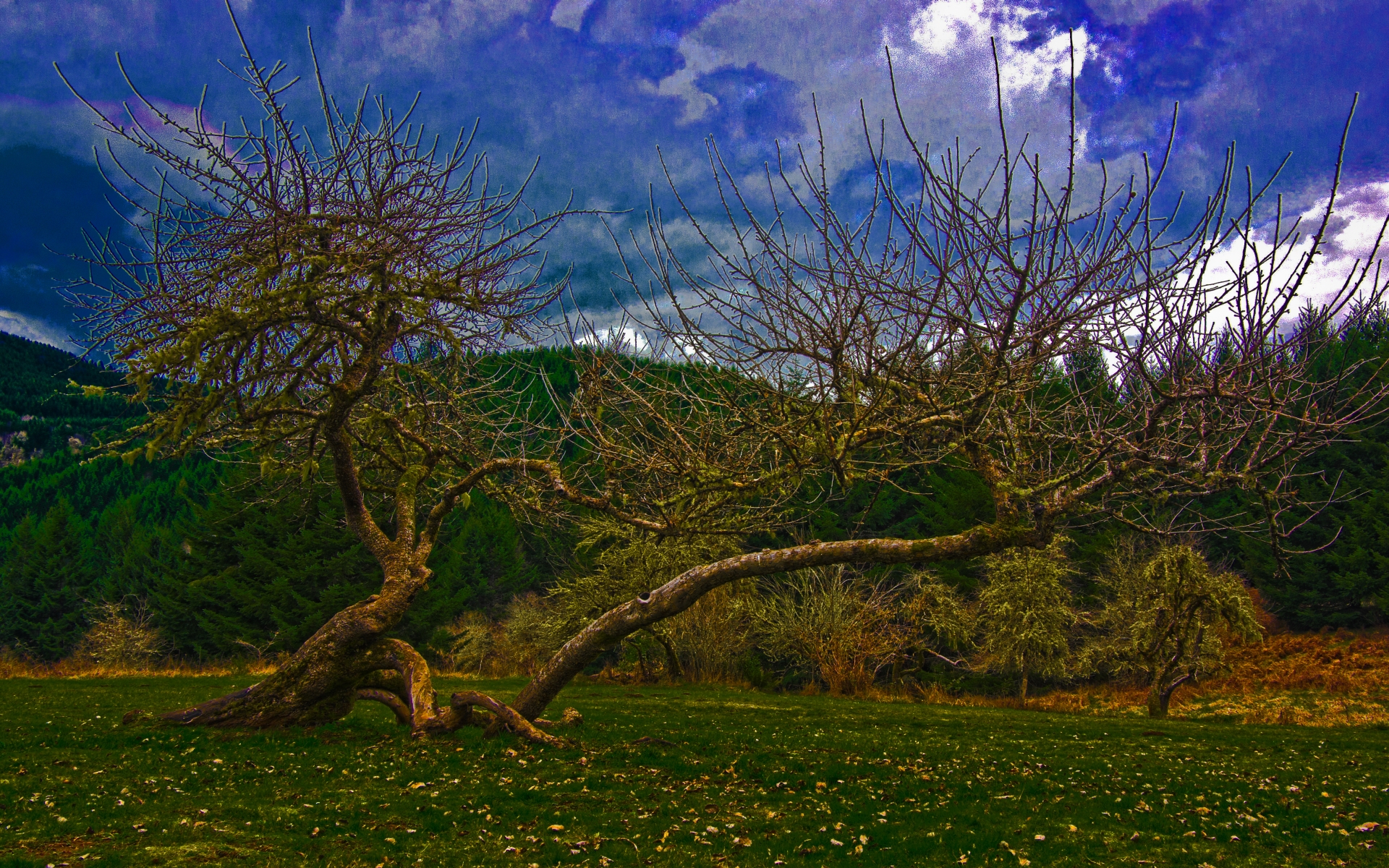 Скачать картинку Земля/природа, Искривленное Дерево в телефон бесплатно.