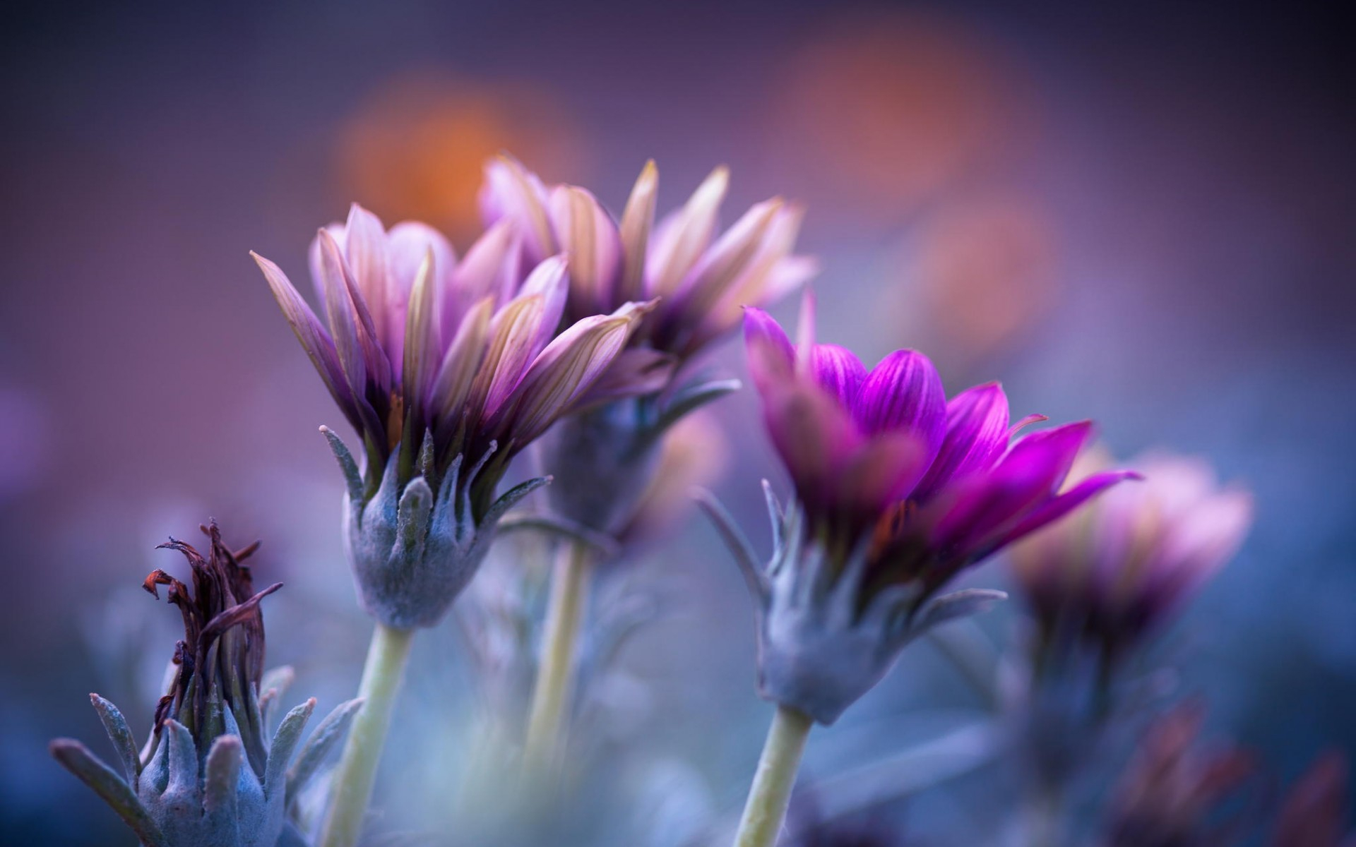 Téléchargez gratuitement l'image Fleurs, Fleur, Terre/nature sur le bureau de votre PC