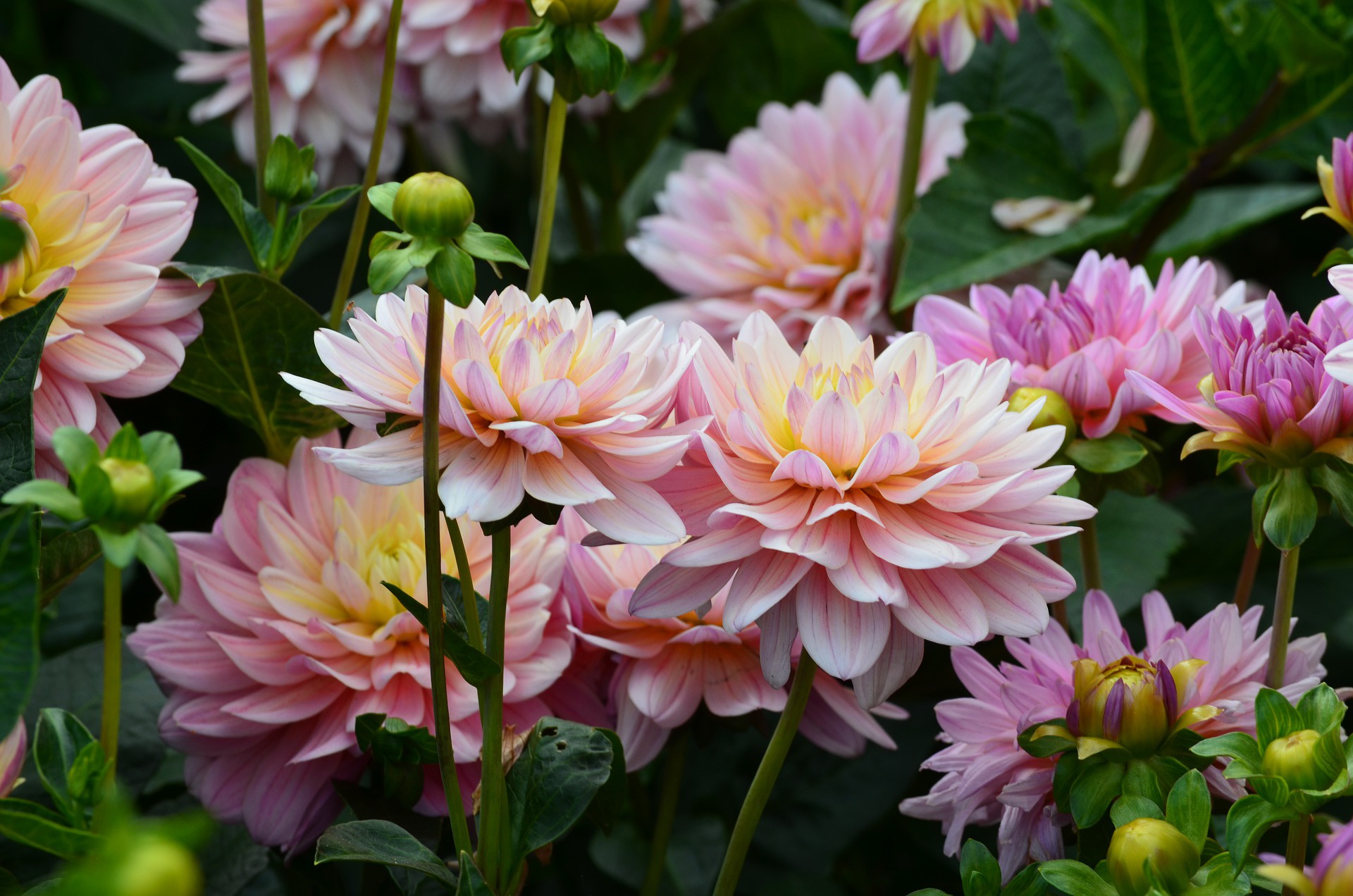 Free download wallpaper Flowers, Earth, Dahlia on your PC desktop