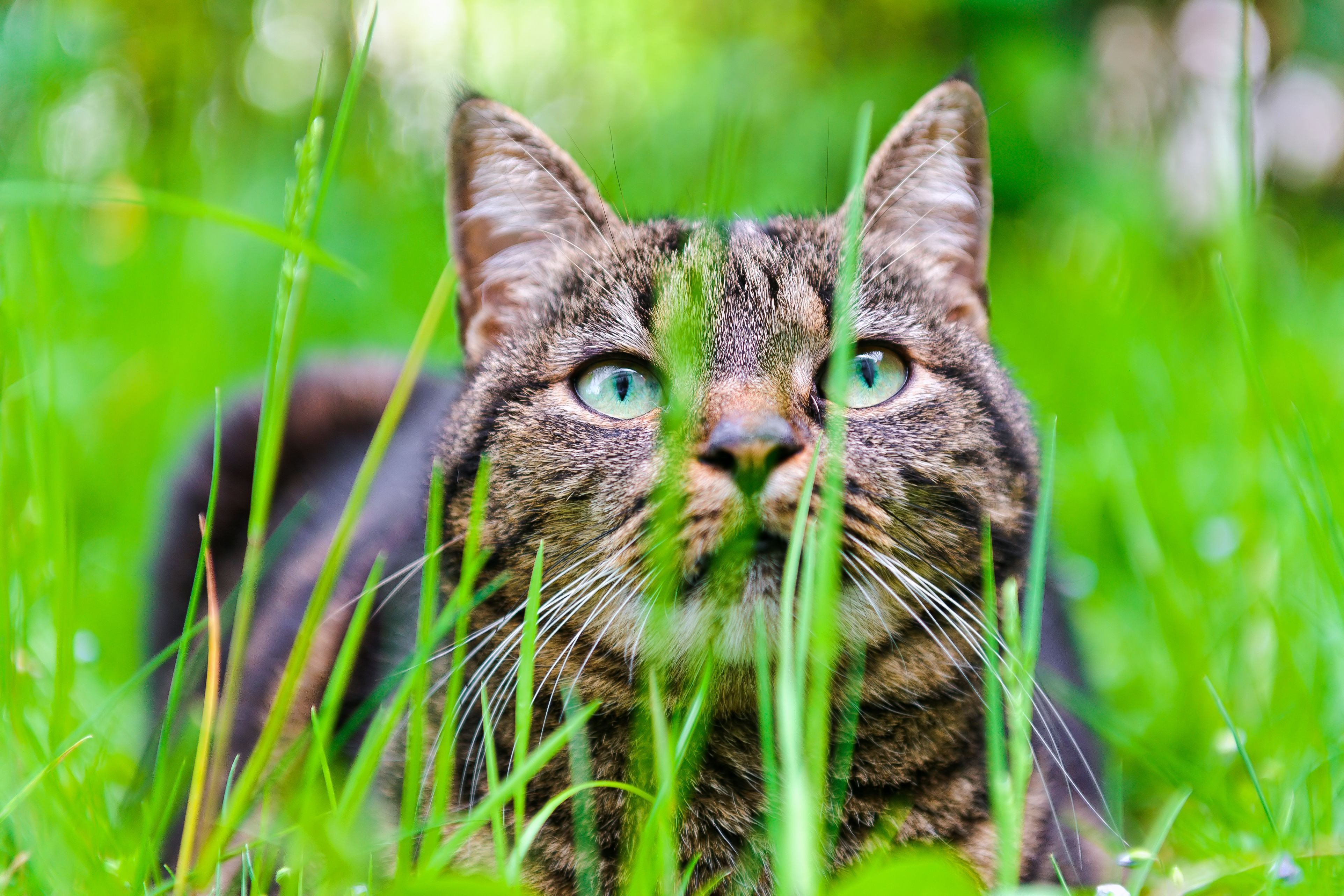 Laden Sie das Katze, Katzen, Tiere-Bild kostenlos auf Ihren PC-Desktop herunter