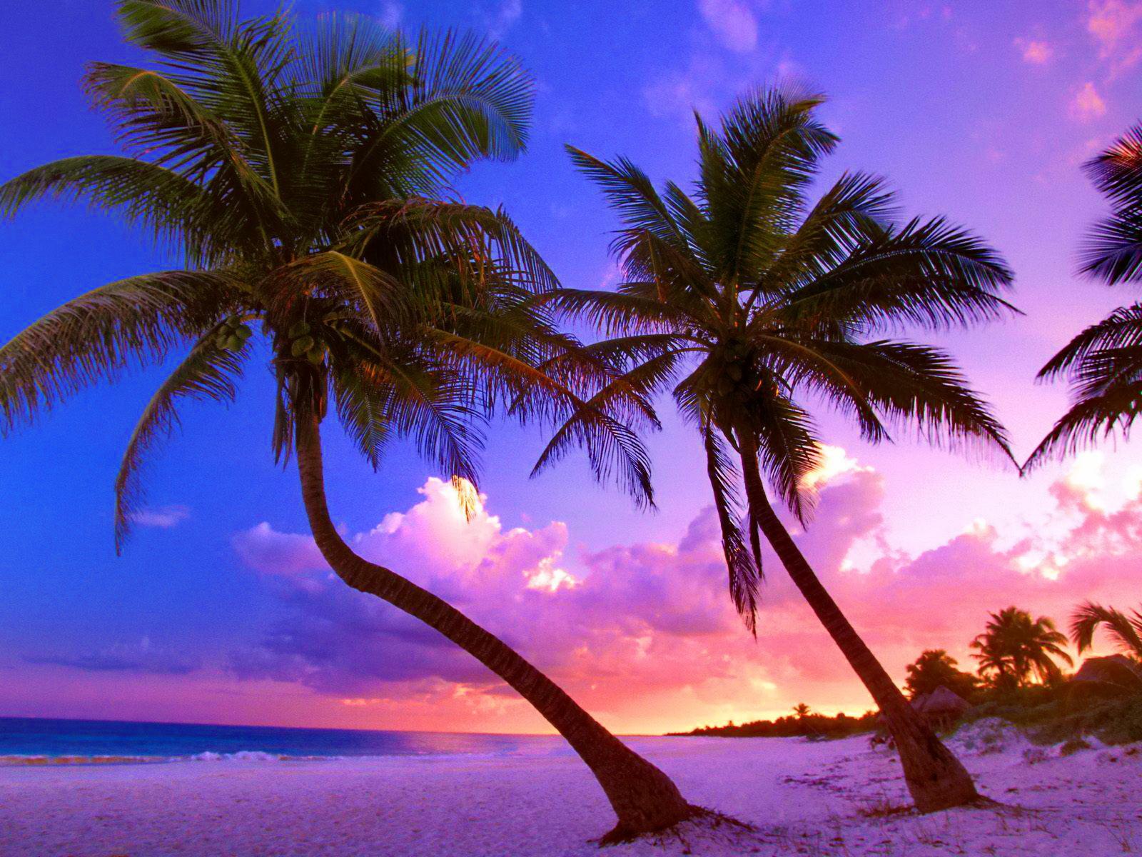 Скачать картинку Закат, Небо, Пляж, Пальма, Тропический, Земля/природа в телефон бесплатно.
