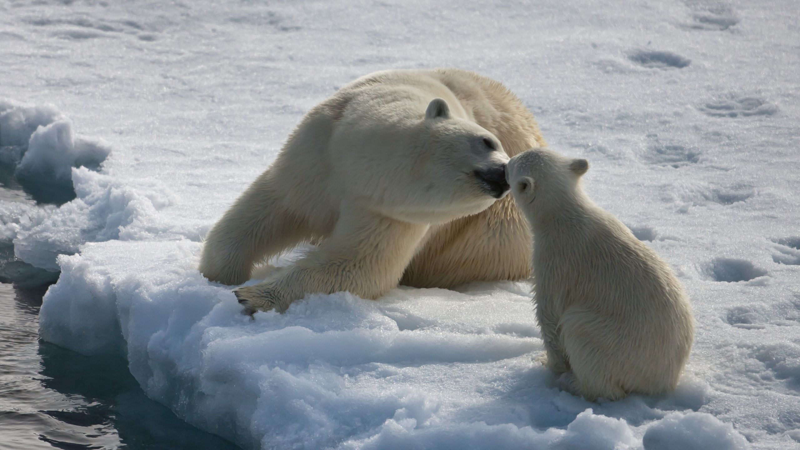 young, animals, winter, snow, couple, pair, moisture, joey, white bears, polar bears Full HD