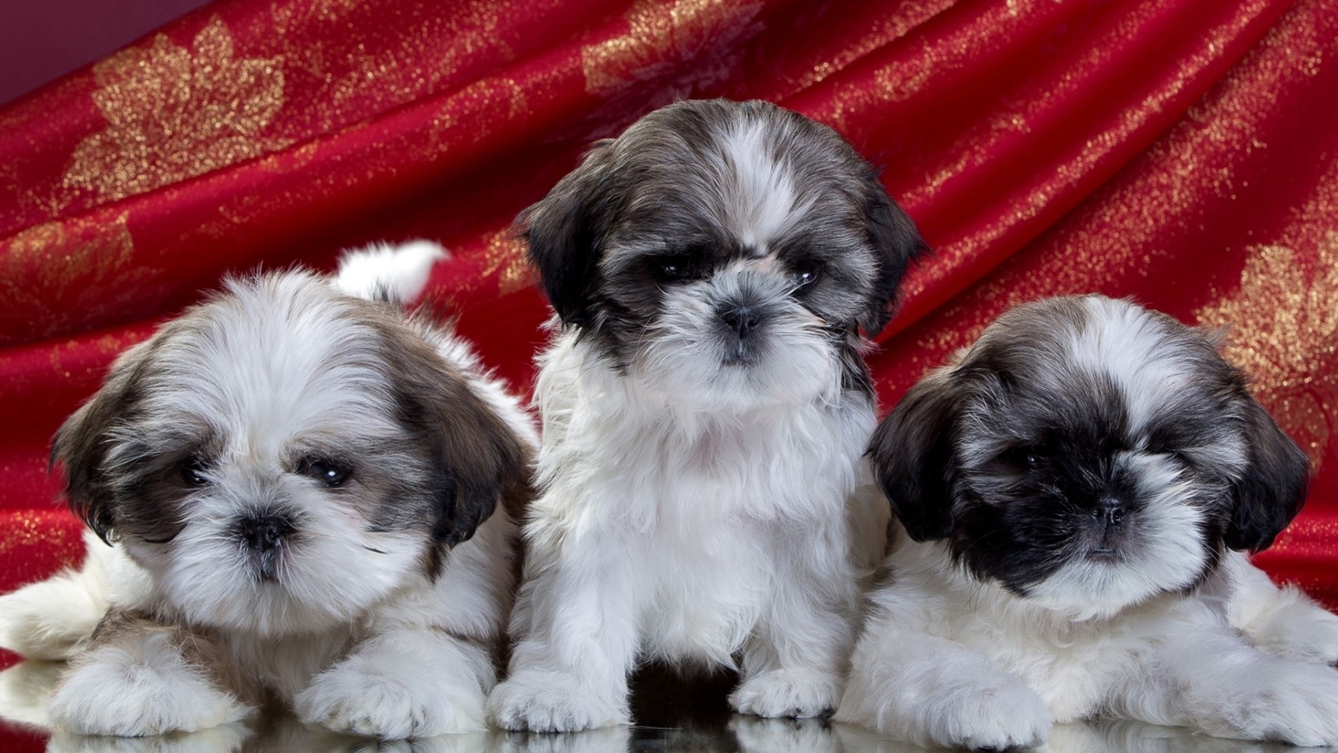 Download mobile wallpaper Dogs, Dog, Animal, Puppy, Cute, Shih Tzu, Baby Animal for free.