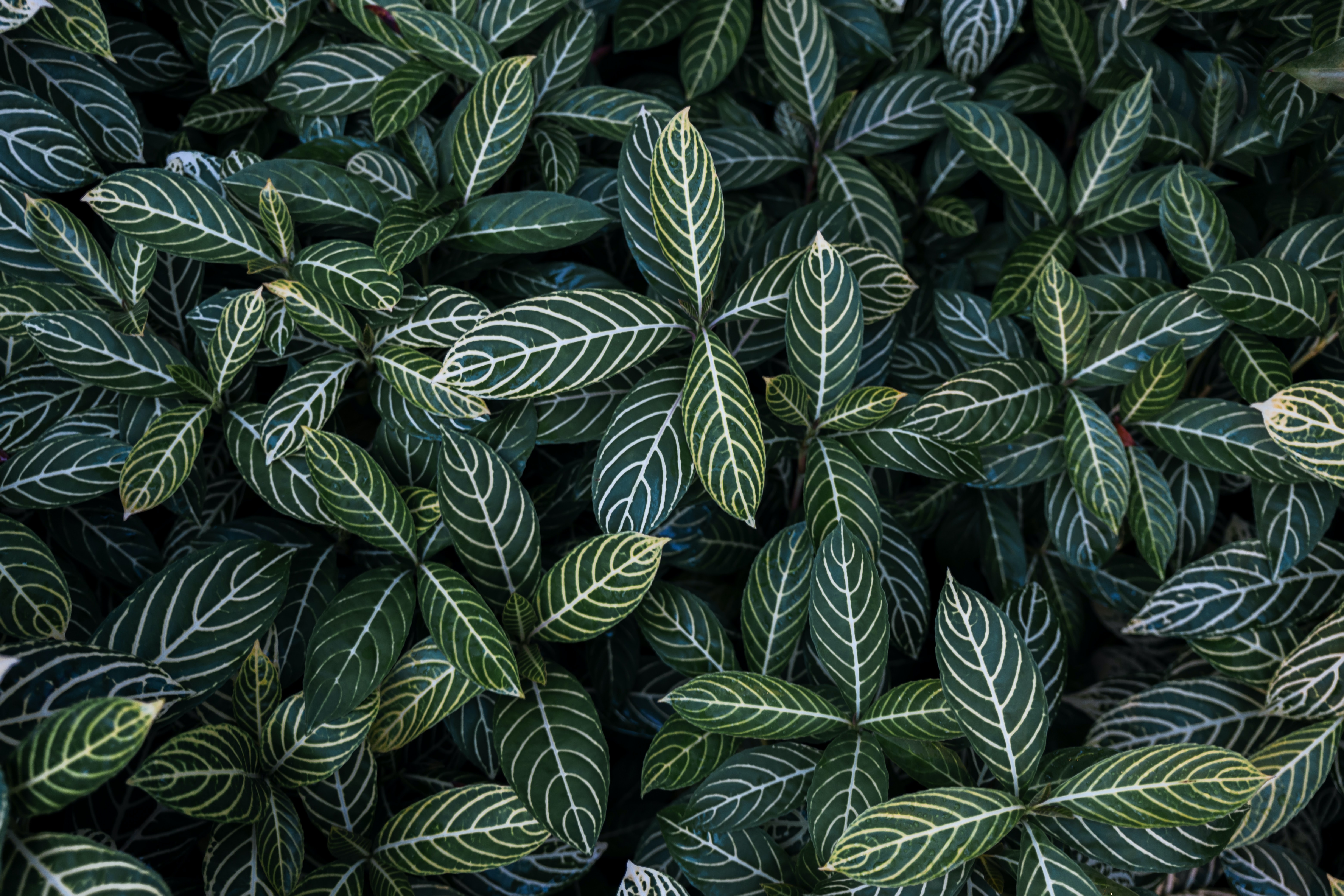 Download mobile wallpaper Bush, Leaves, Nature, View From Above, Streaks, Stripes for free.