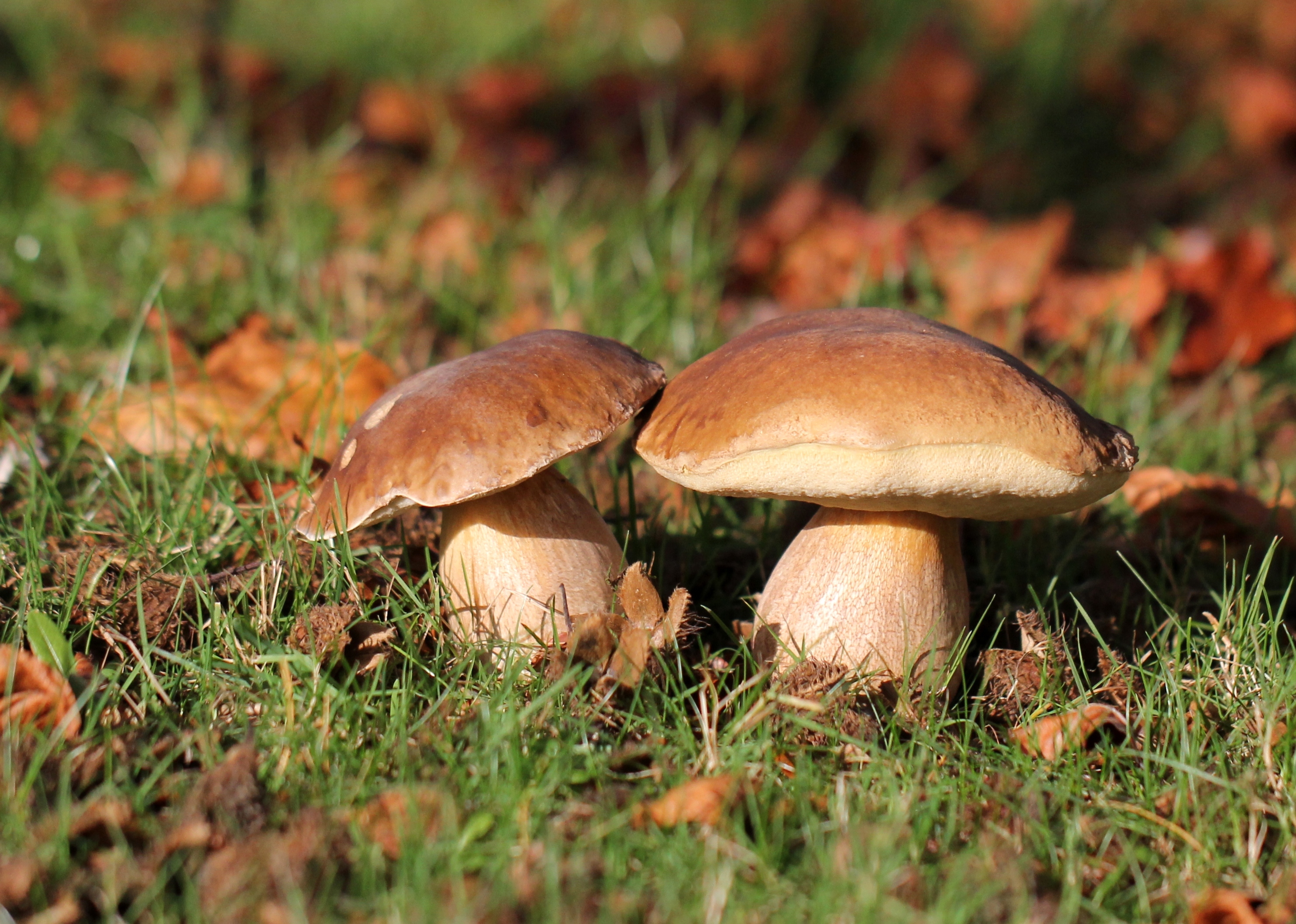 Free download wallpaper Nature, Grass, Close Up, Fall, Earth, Mushroom on your PC desktop