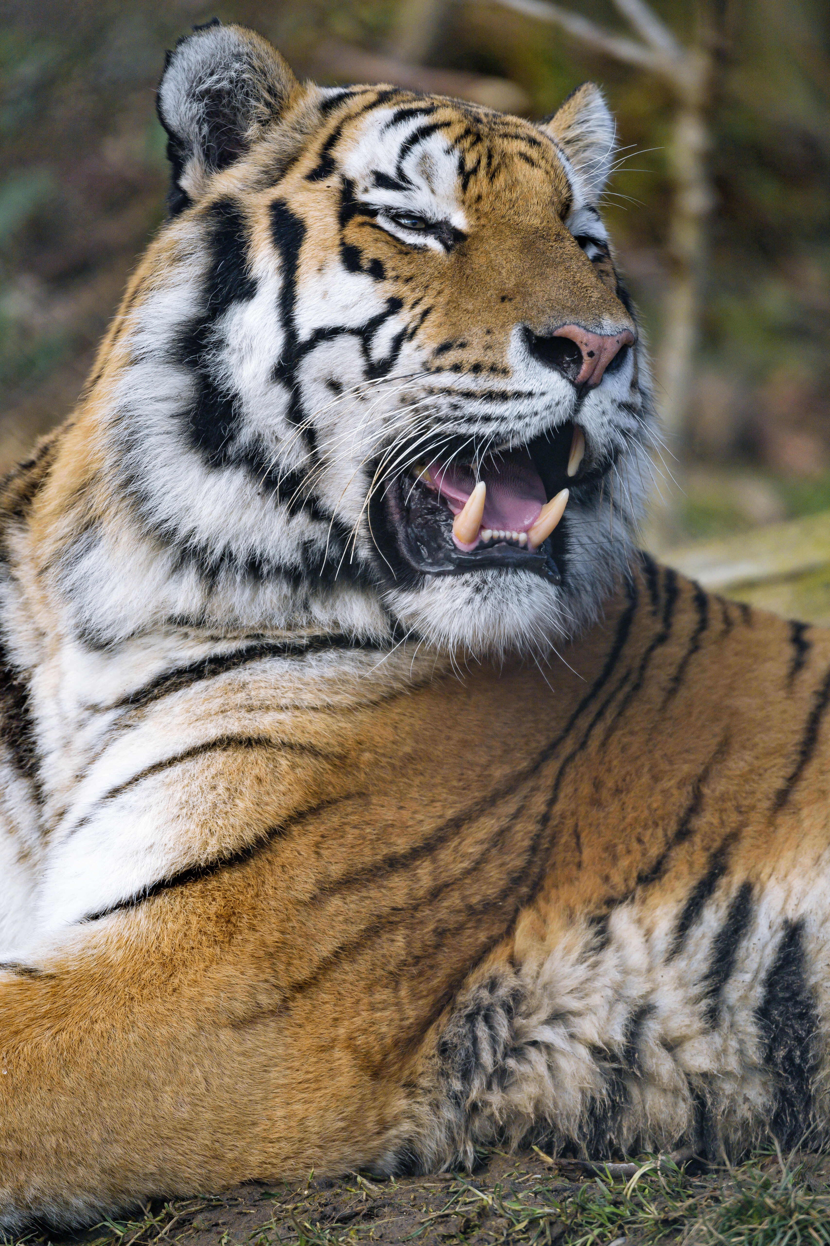 111537 скачать обои большая кошка, тигр, животные, хищник, клыки, пасть - заставки и картинки бесплатно