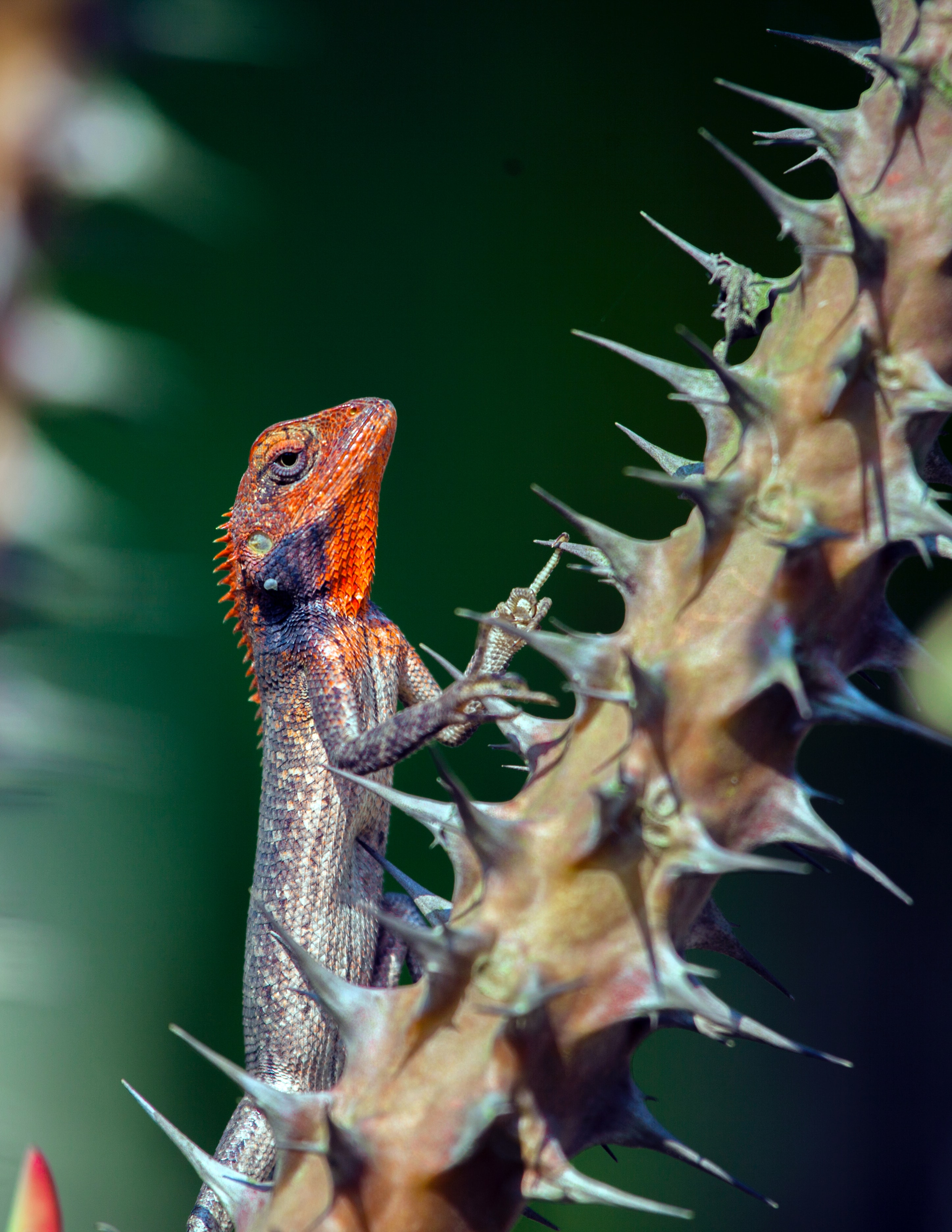 Free download wallpaper Animals, Animal, Lizard, Reptile, Thorns, Spikes on your PC desktop