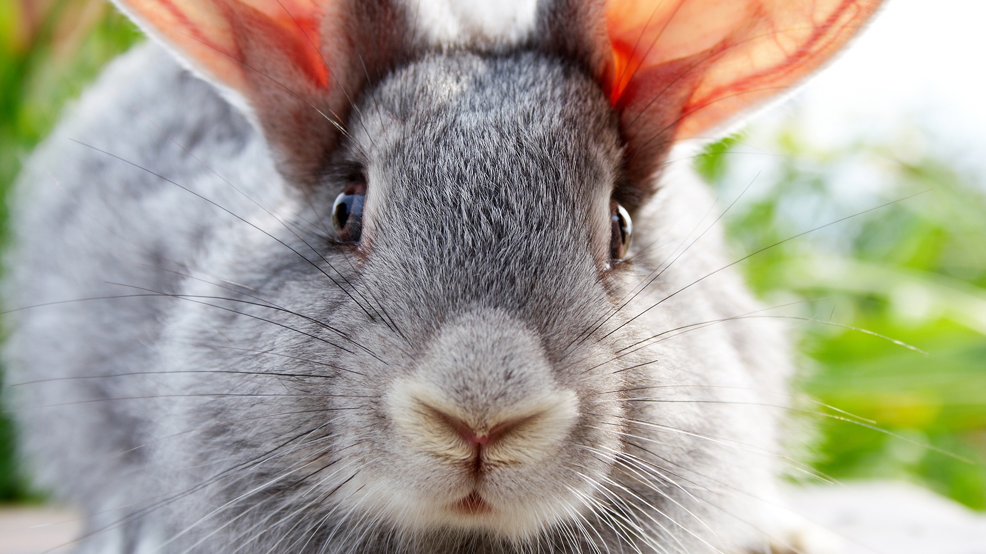 PCデスクトップに動物, ウサギ画像を無料でダウンロード