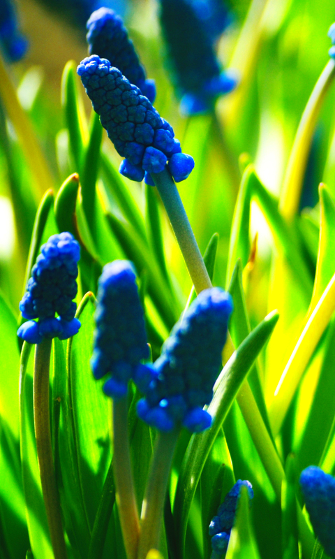 Descarga gratuita de fondo de pantalla para móvil de Flores, Flor, Planta, De Cerca, Tierra/naturaleza, Flor Azul.