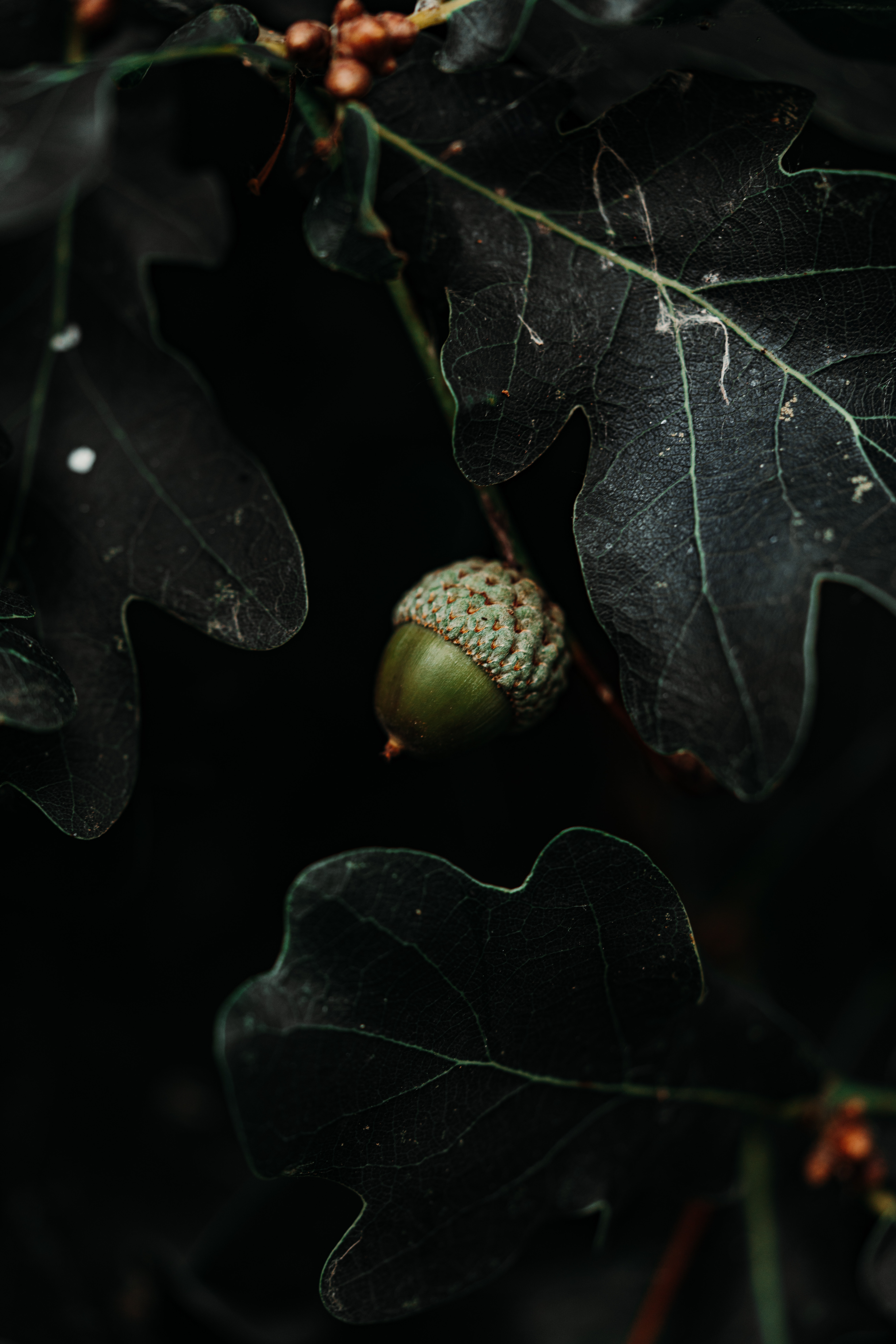 acorn, leaves, macro, dark cellphone