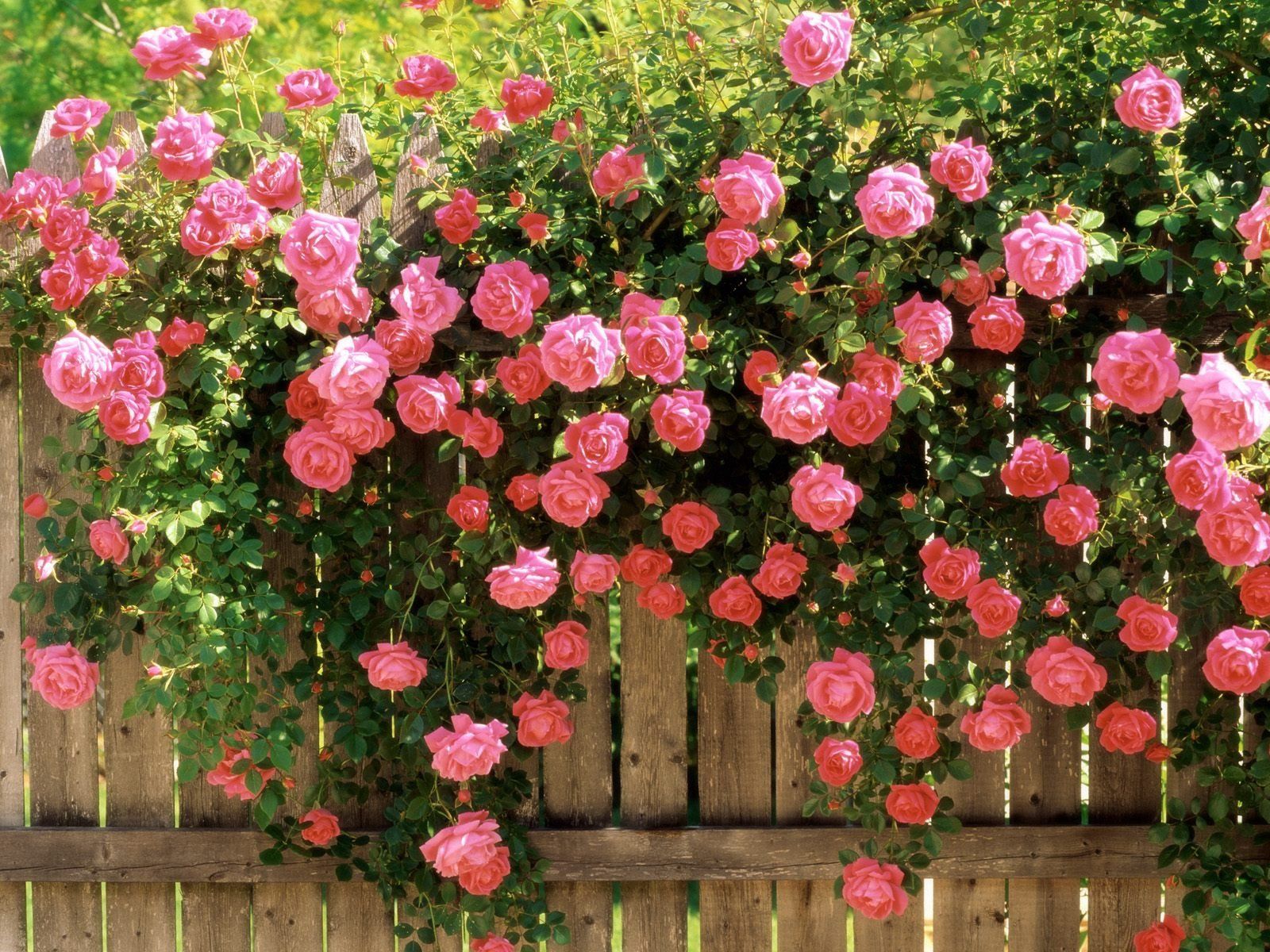 roses, flowers, greens, fence Full HD