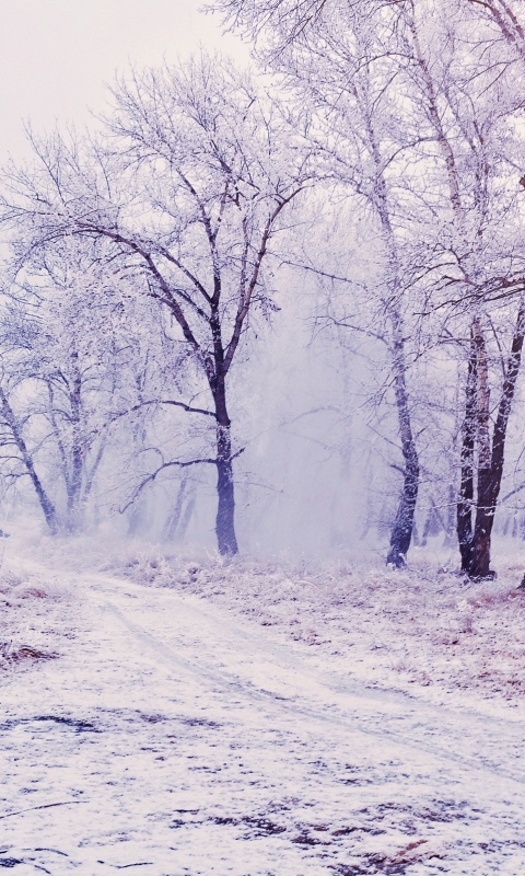 Descarga gratuita de fondo de pantalla para móvil de Invierno, Tierra/naturaleza.