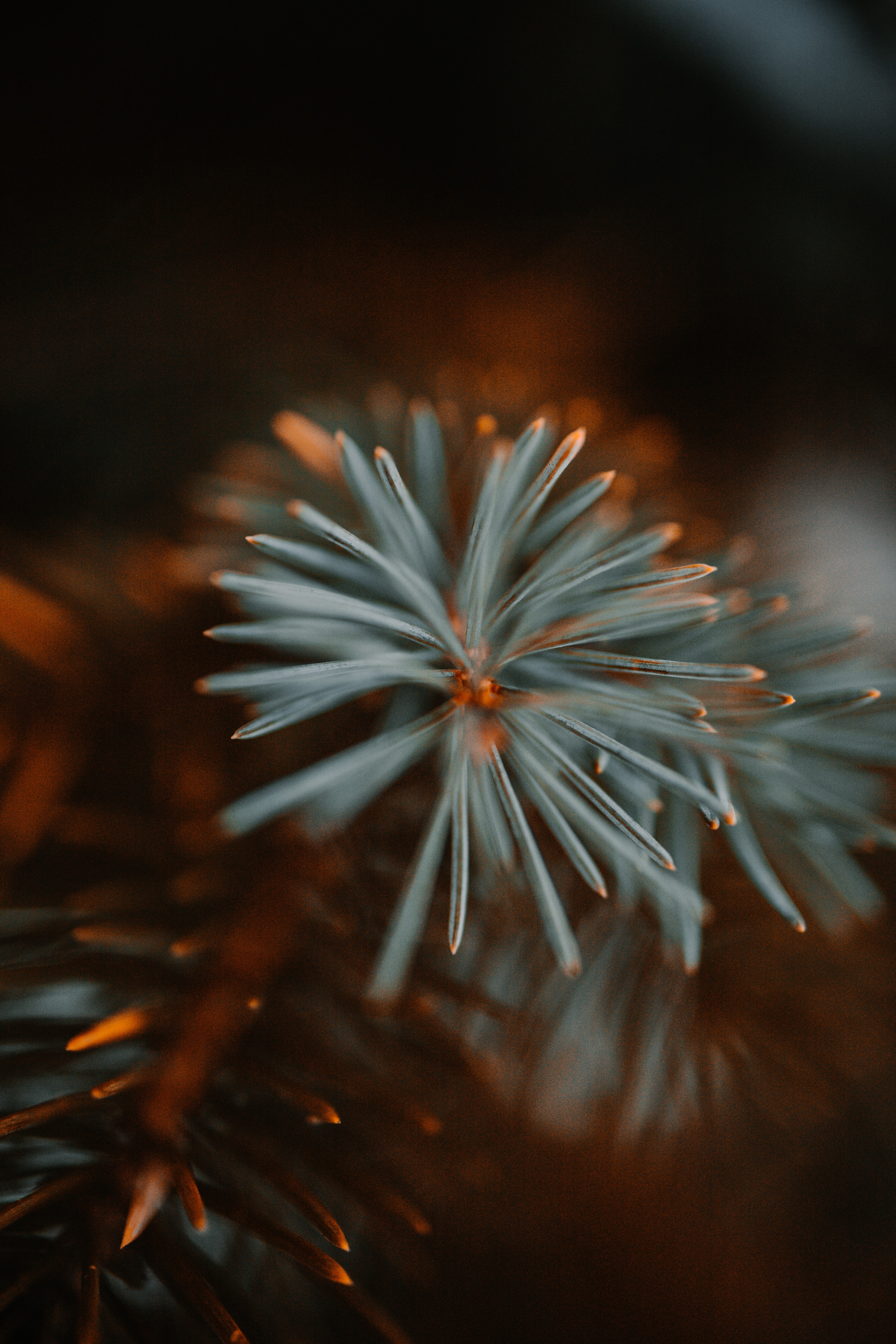 Download mobile wallpaper Spruce, Needles, Fir, Macro, Branch for free.