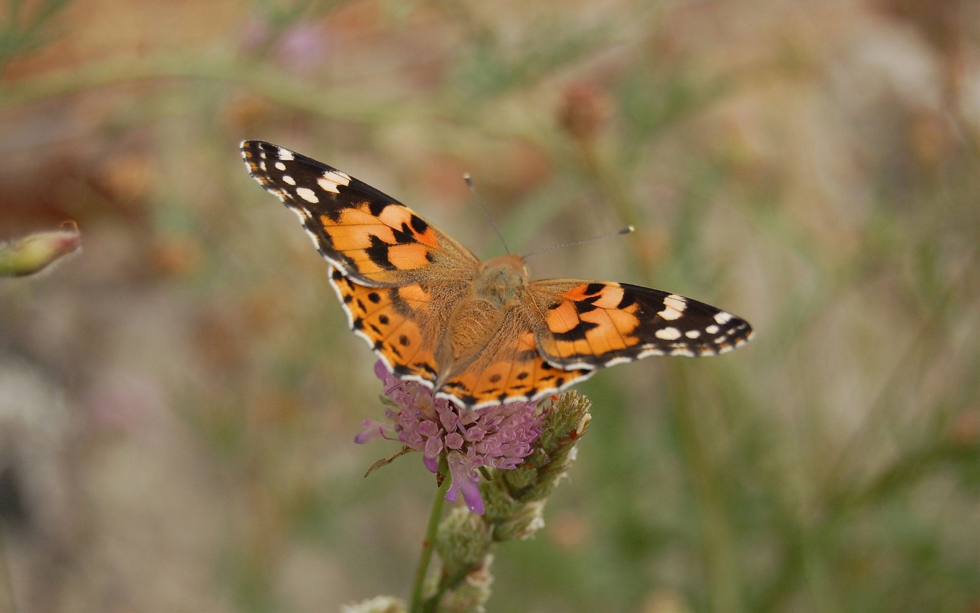 Download mobile wallpaper Butterfly, Animal for free.