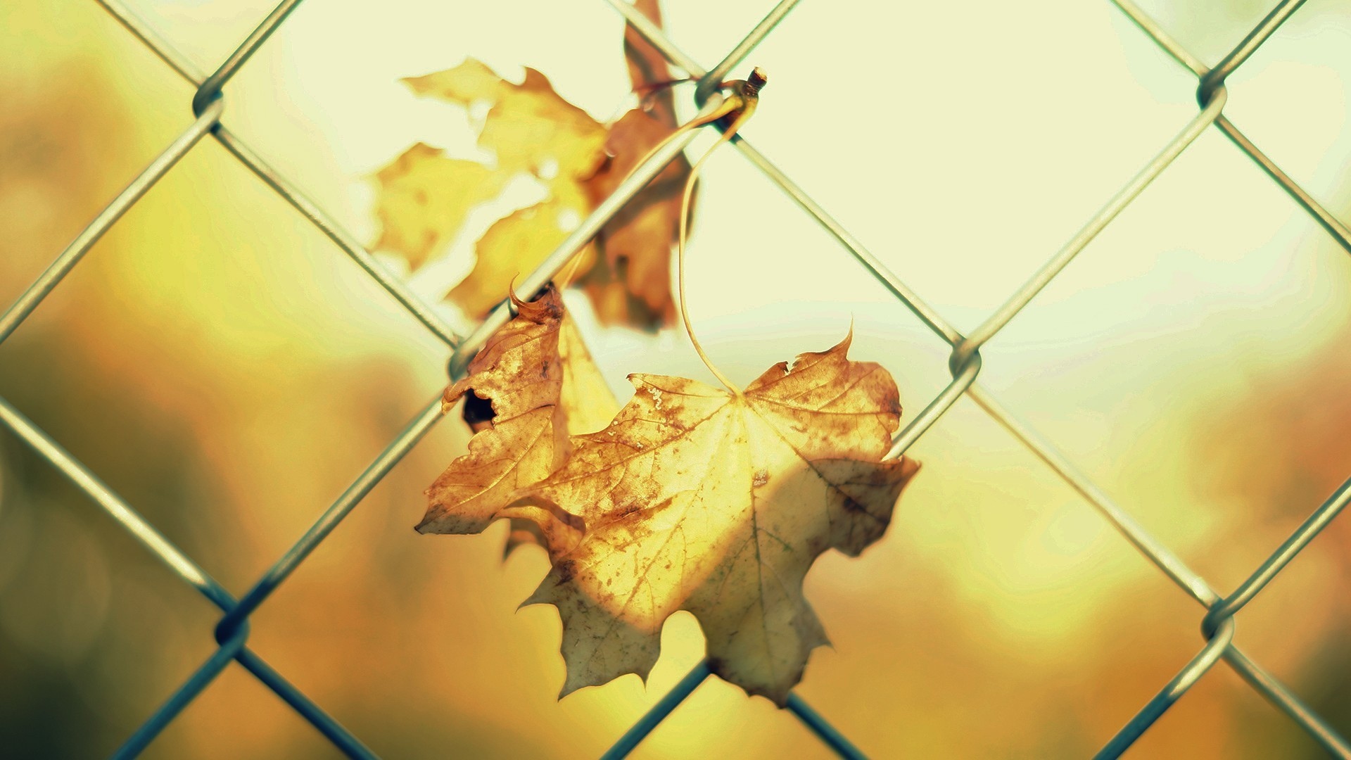 Download mobile wallpaper Nature, Leaf, Fall, Photography, Season for free.