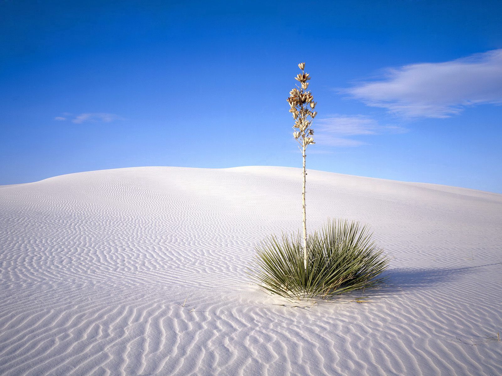 plant, sand, stalk, nature, lines, desert, thorns, prickles, stem Full HD