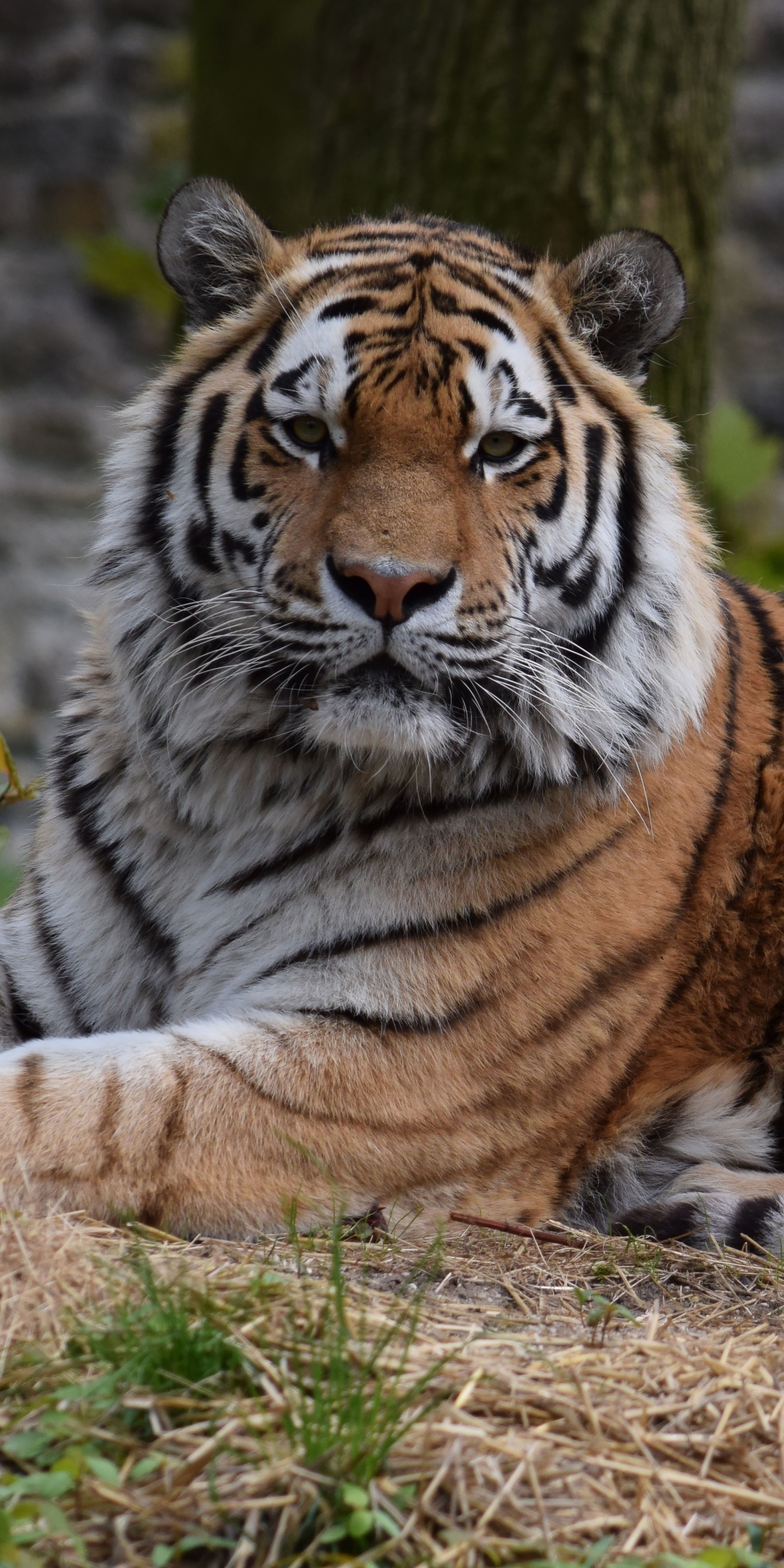 Handy-Wallpaper Tiere, Katzen, Tiger kostenlos herunterladen.