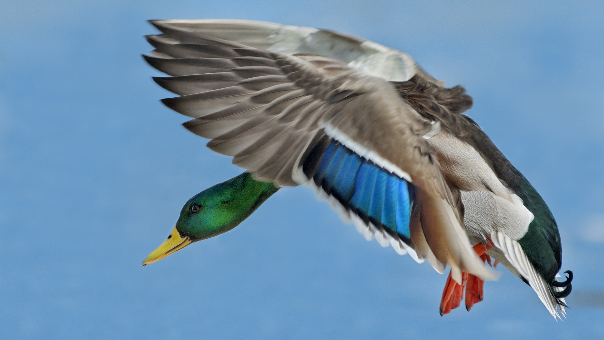 Free download wallpaper Birds, Animal, Duck on your PC desktop