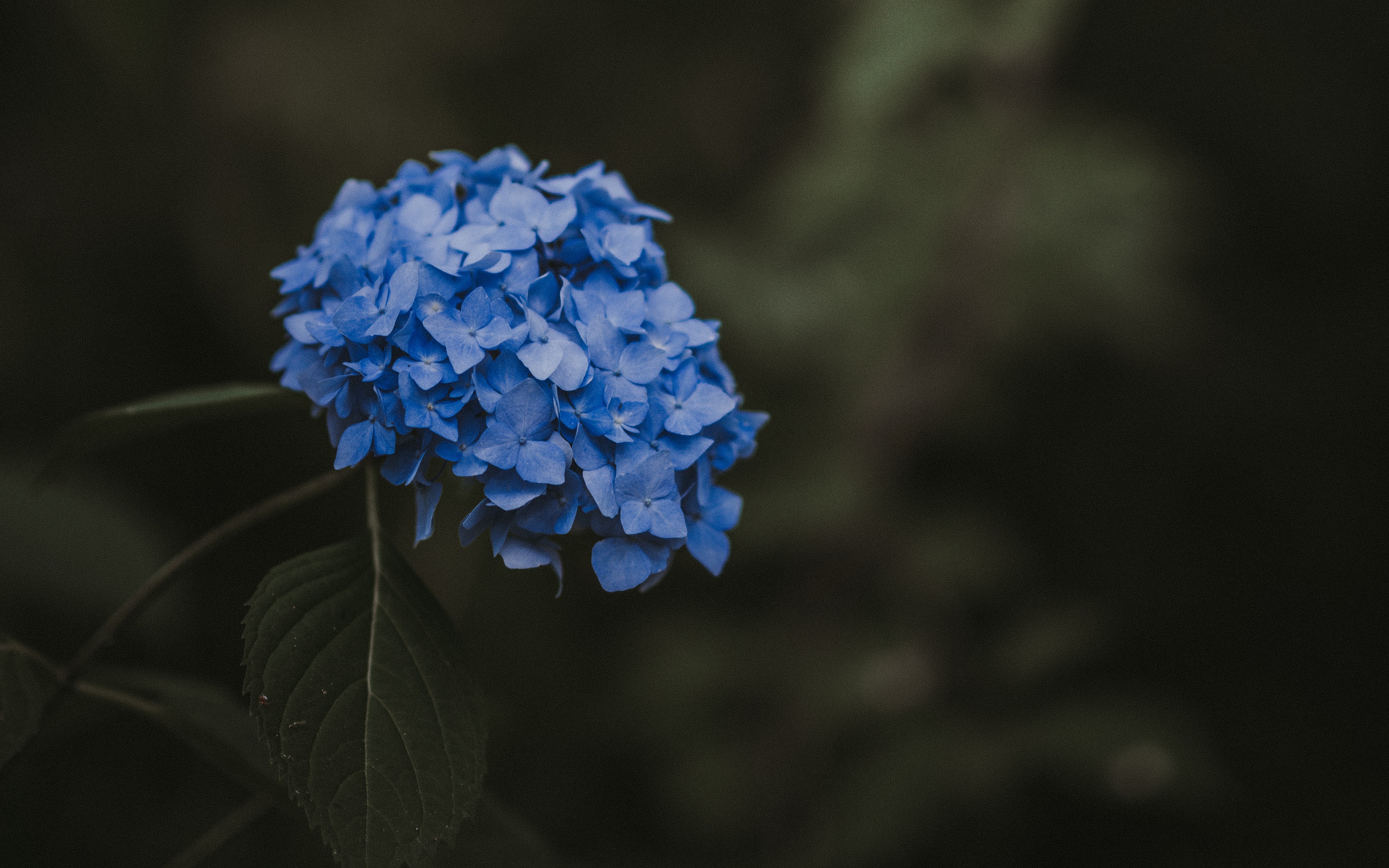 Baixar papel de parede para celular de Flores, Hortênsia, Terra/natureza, Flor Azul gratuito.