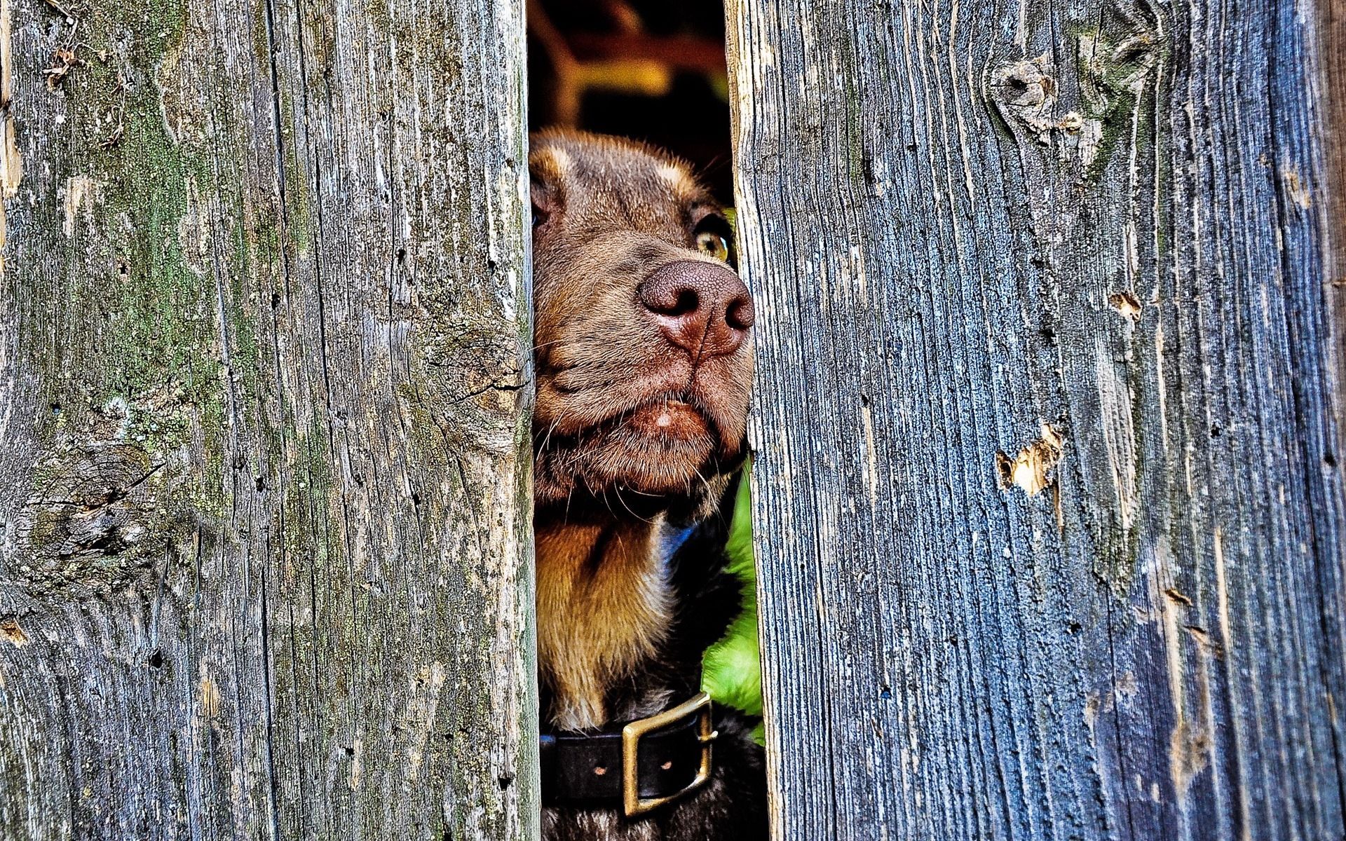 Download mobile wallpaper Muzzle, Fence, Nose, Dog, Curiosity, Wood, Animals, Wooden for free.