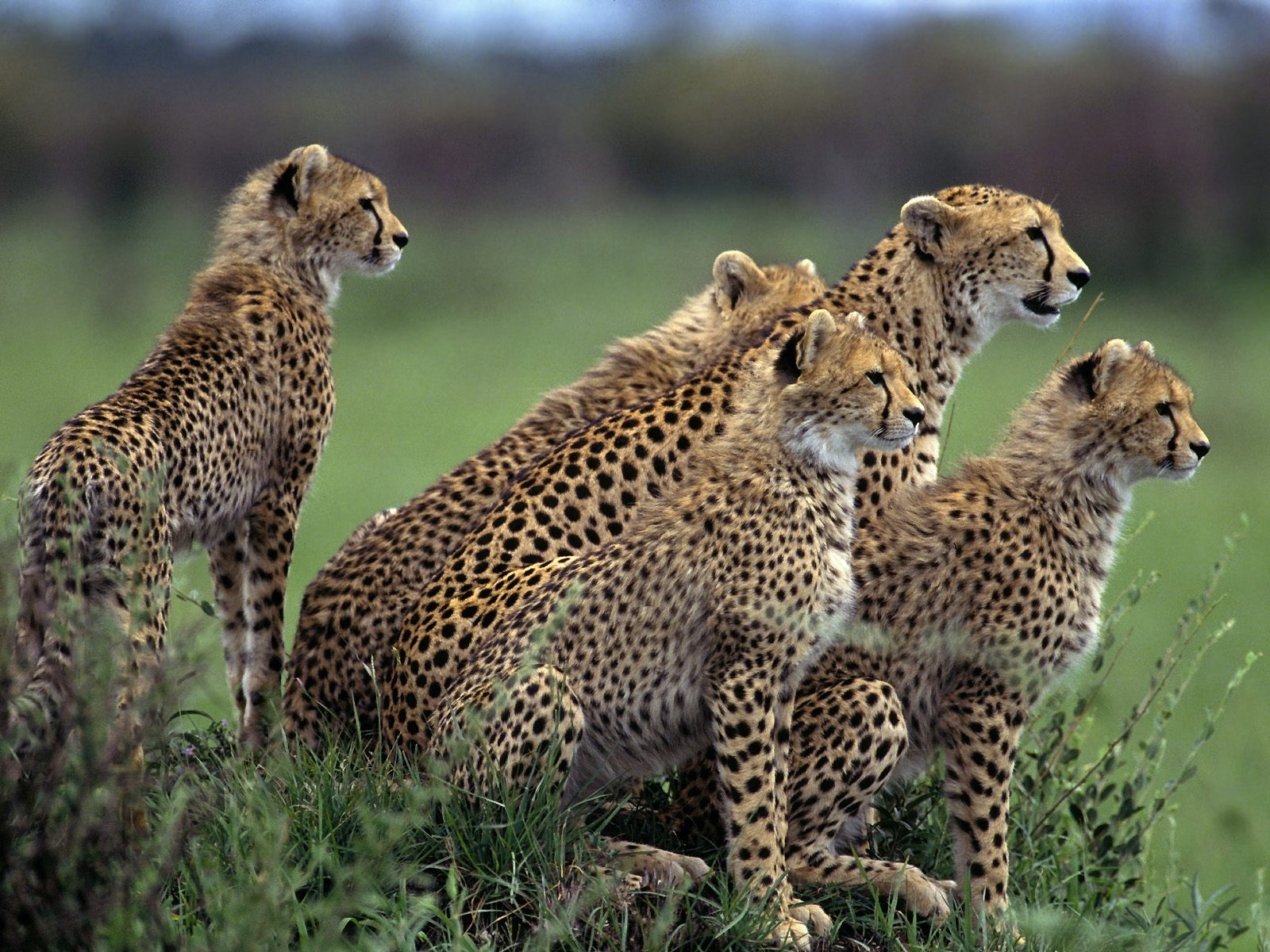 cheetah, animals Panoramic Wallpaper