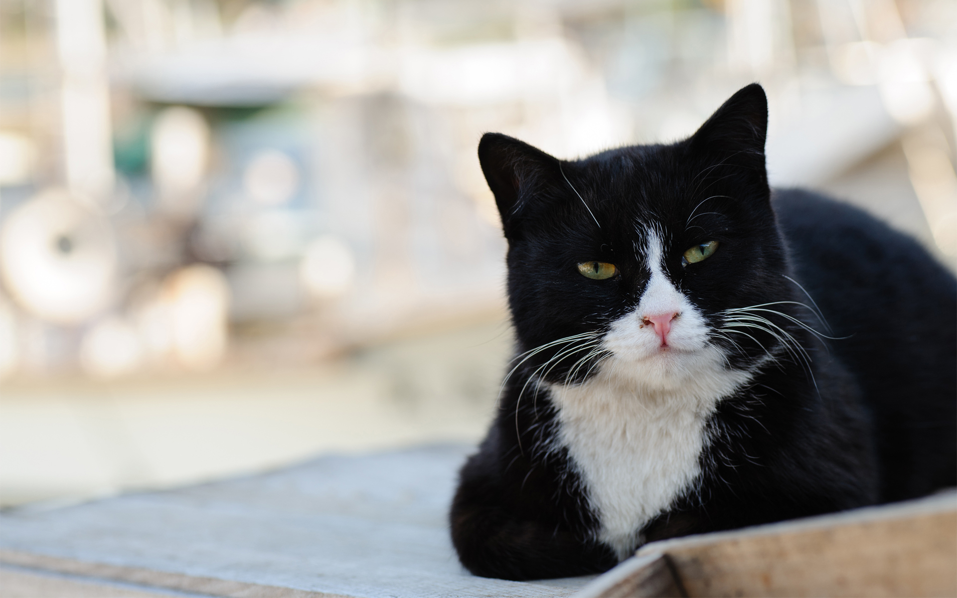 Baixe gratuitamente a imagem Animais, Gatos, Gato na área de trabalho do seu PC