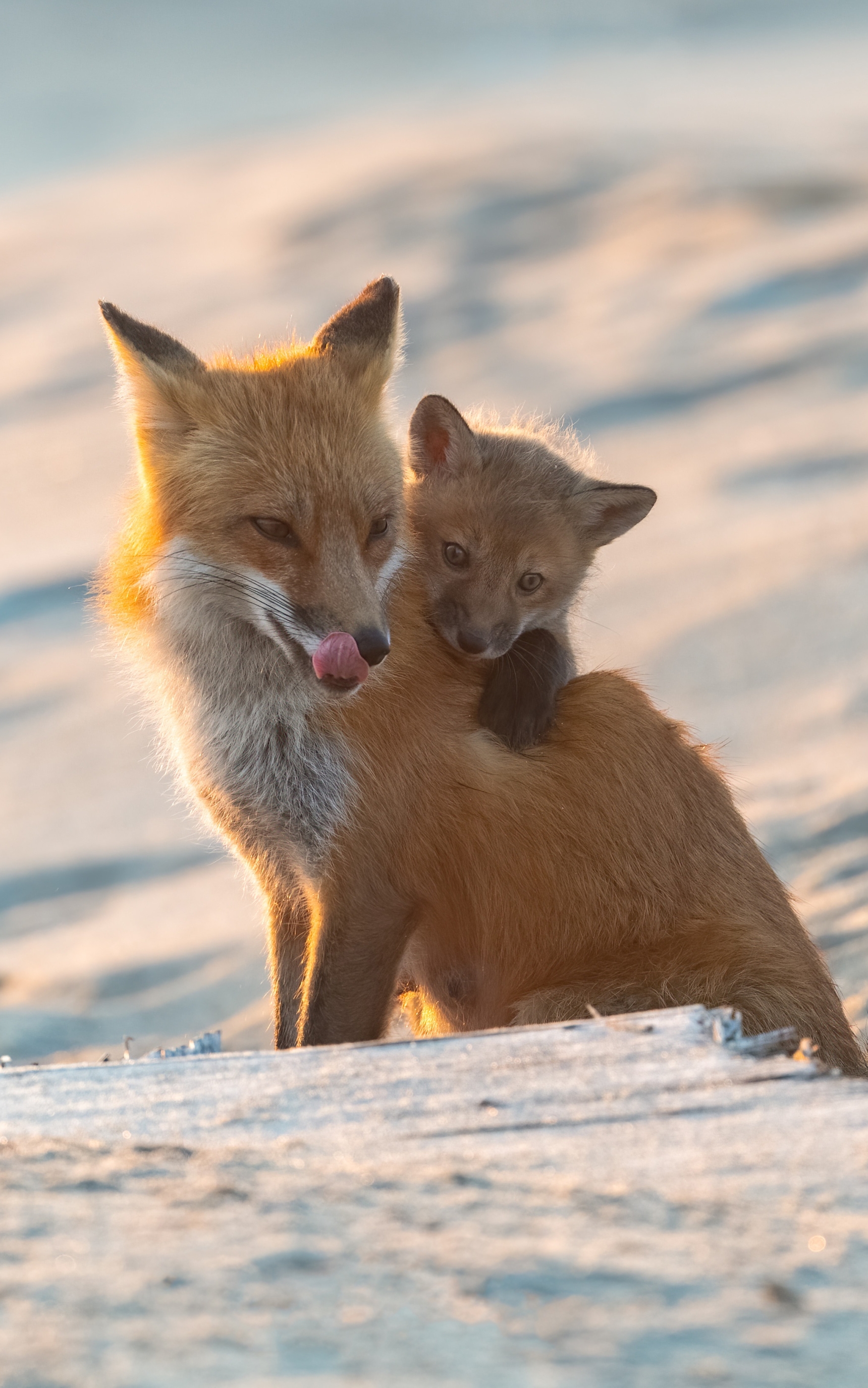 無料モバイル壁紙動物, 狐, 赤ちゃん動物をダウンロードします。