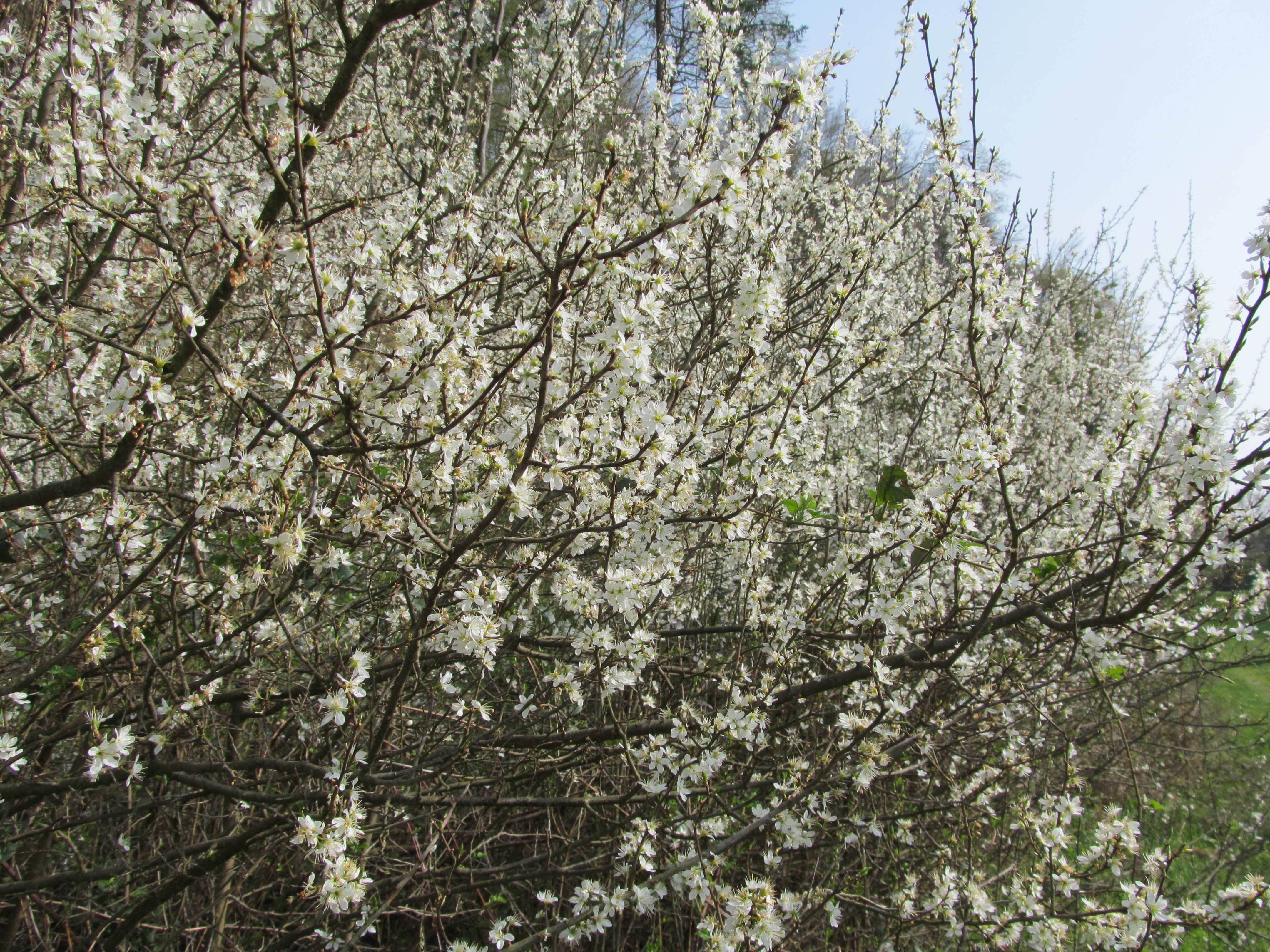 Free download wallpaper Earth, Blossom on your PC desktop