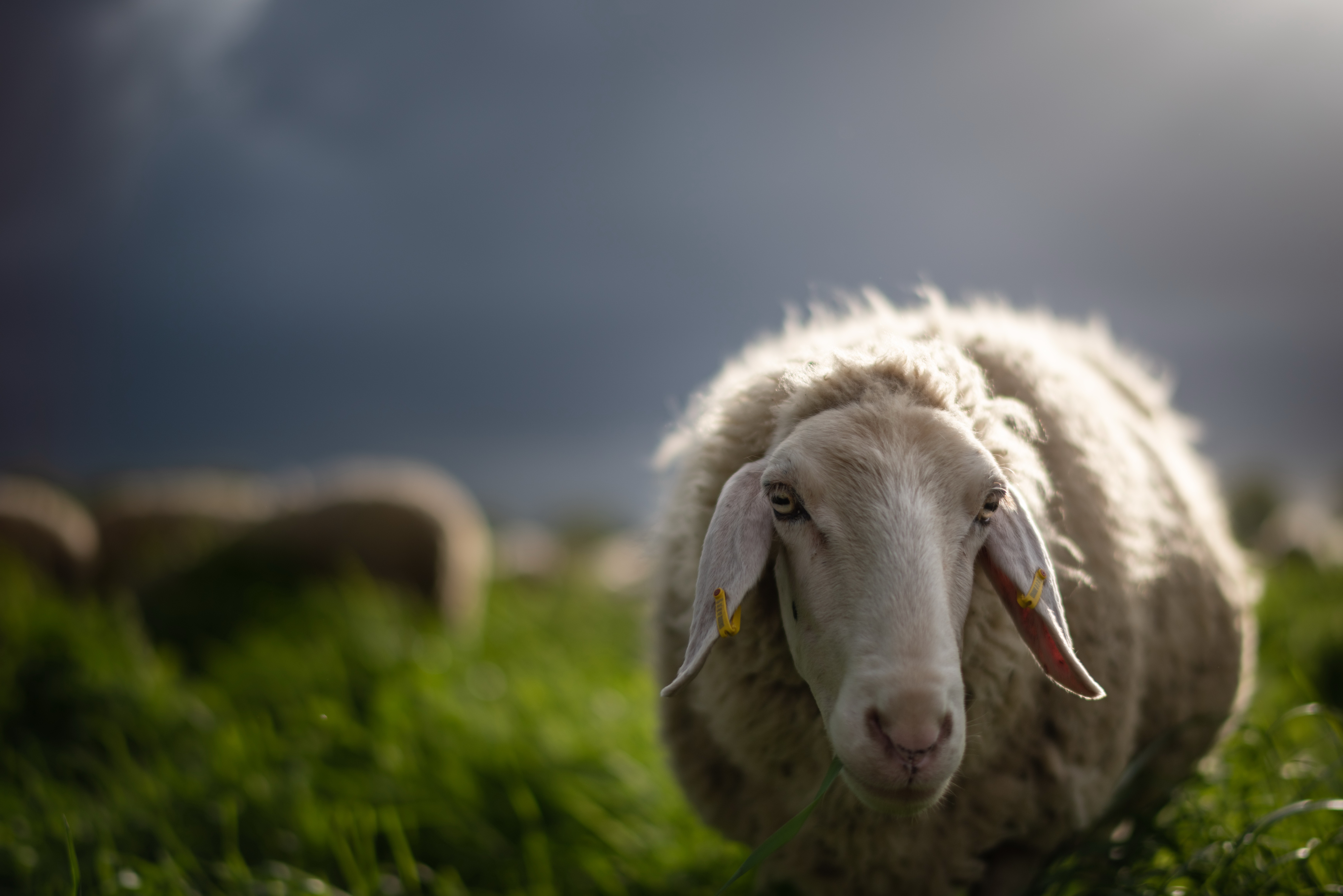 無料モバイル壁紙動物, 羊をダウンロードします。