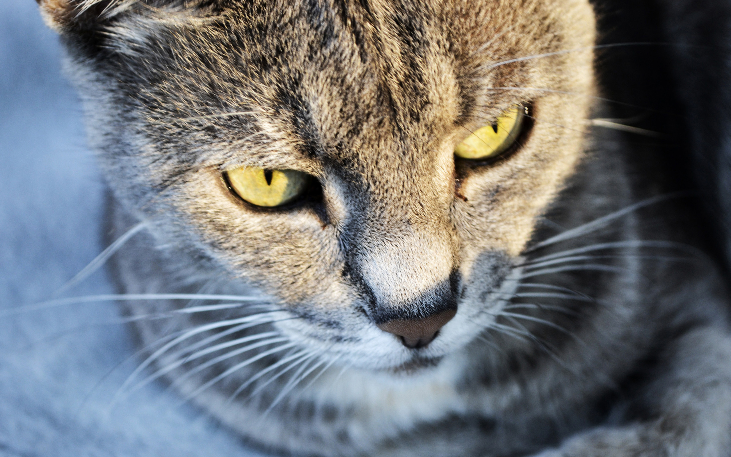 241917 Protetores de tela e papéis de parede Gatos em seu telefone. Baixe  fotos gratuitamente