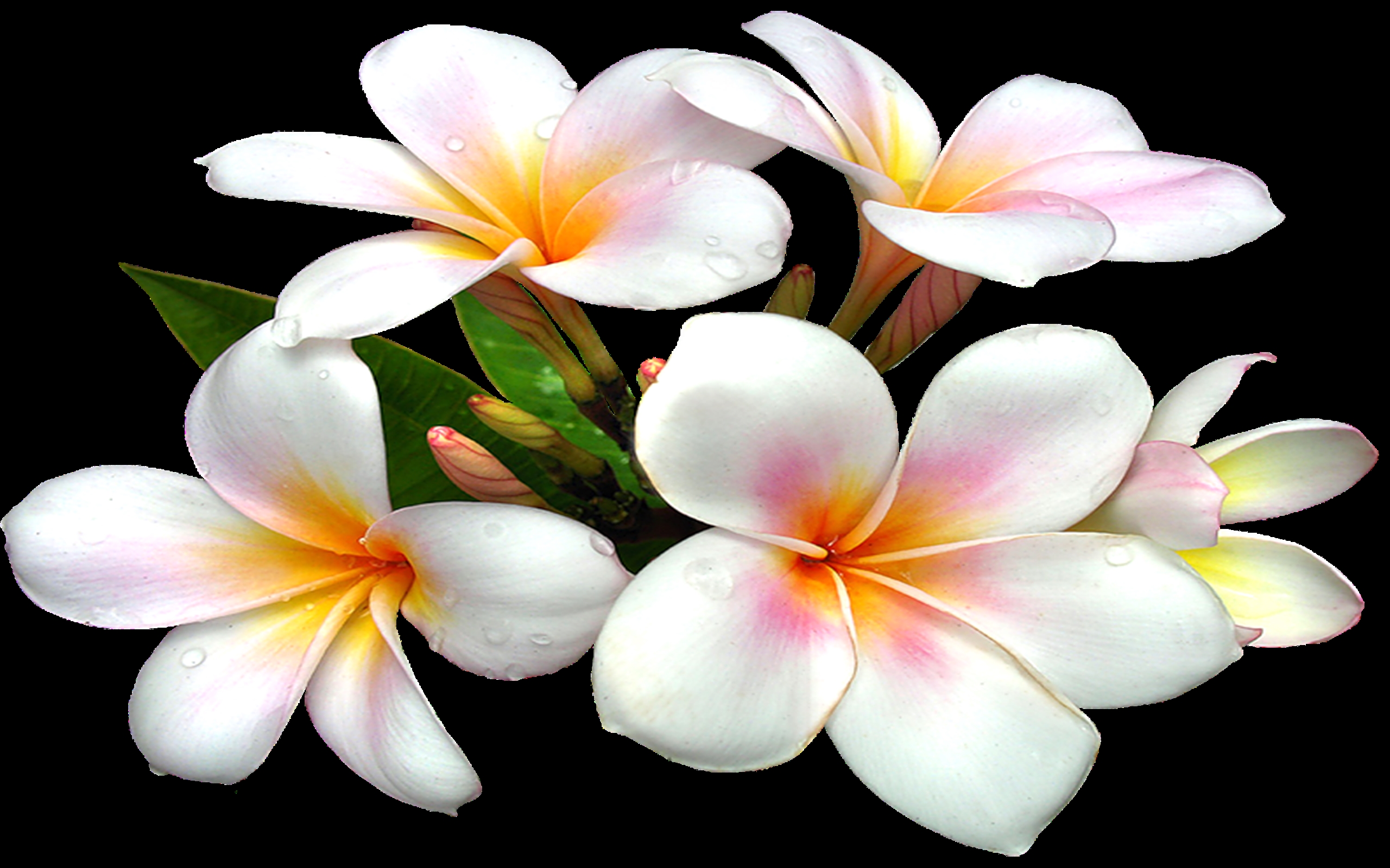 Free download wallpaper Nature, Flowers, Flower, Close Up, Earth, Plumeria, White Flower, Frangipani on your PC desktop