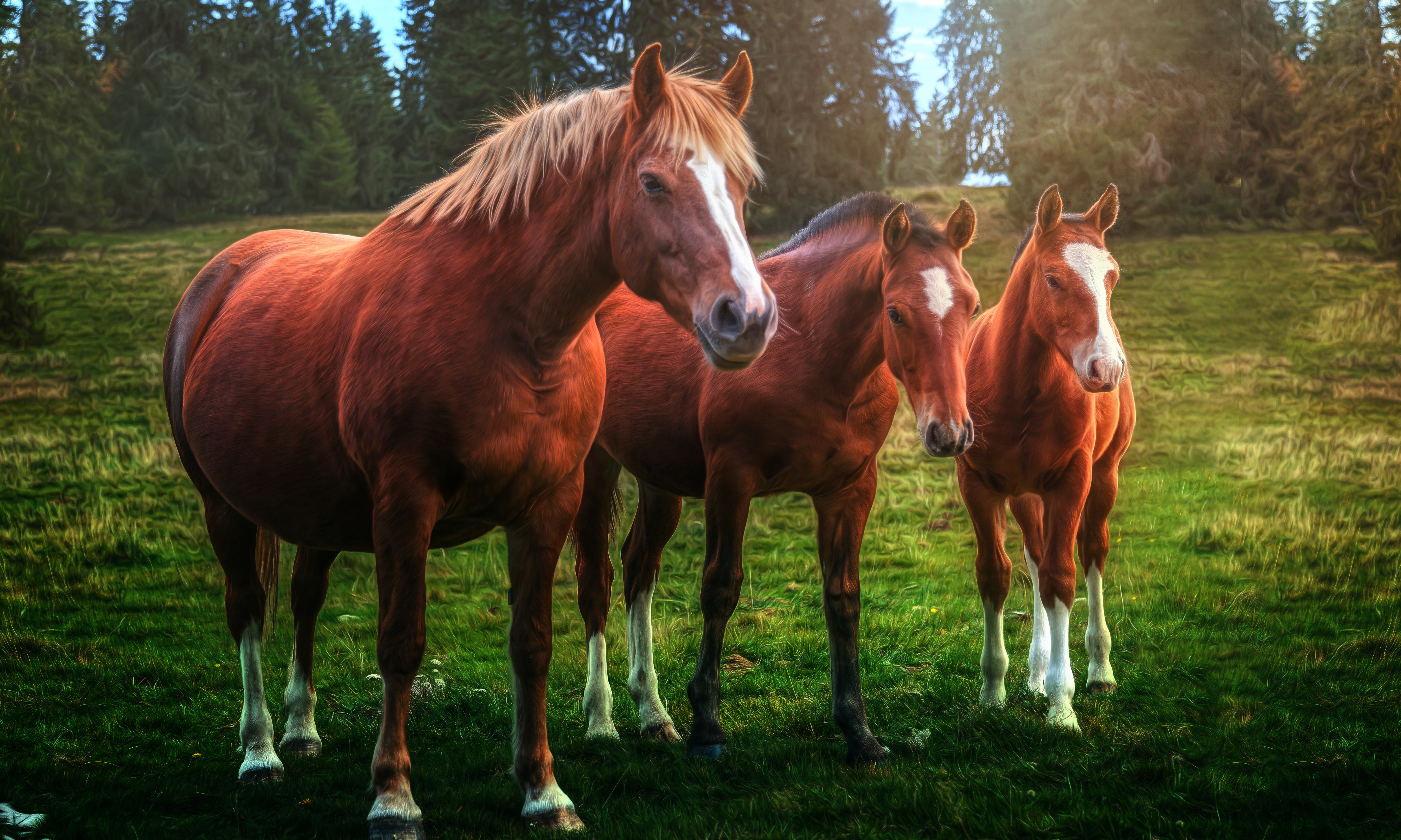 Laden Sie das Tiere, Hauspferd-Bild kostenlos auf Ihren PC-Desktop herunter