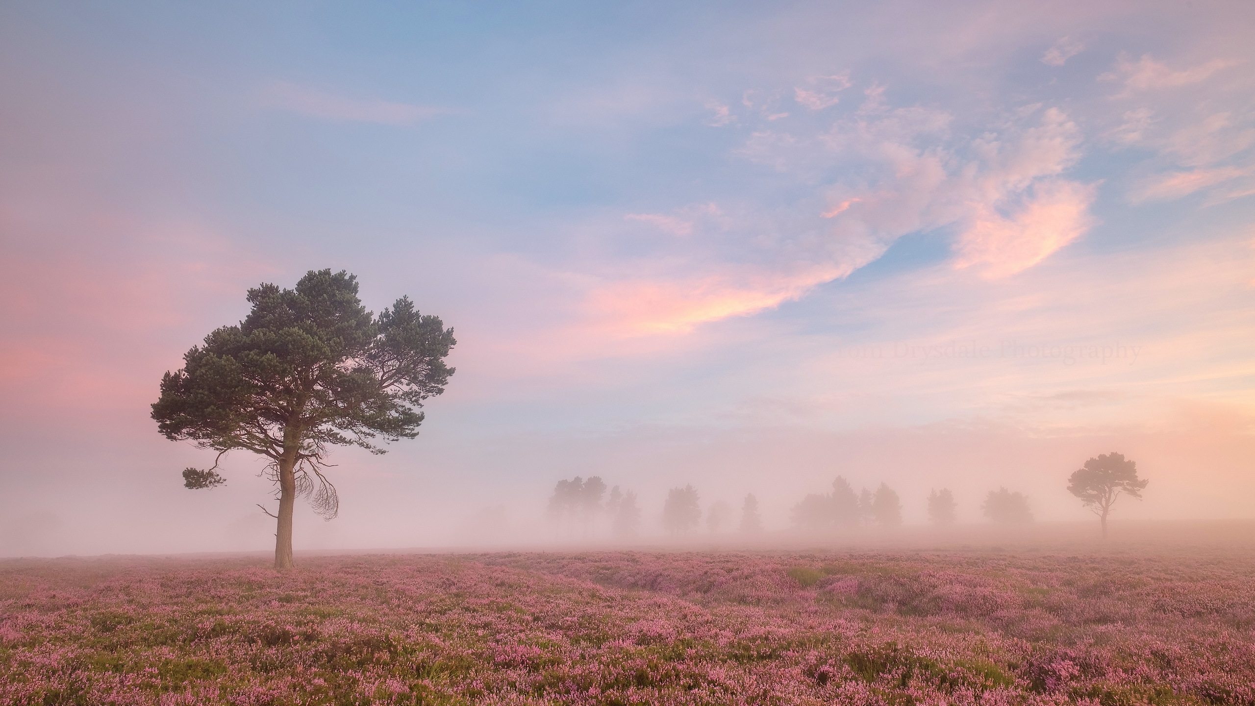 Download mobile wallpaper Landscape, Nature, Sky, Tree, Fog, Earth, Pink Flower for free.