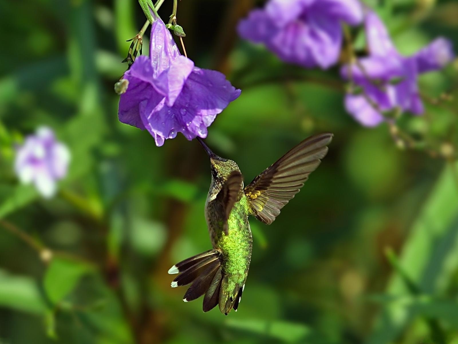 2632 descargar imagen animales, birds, colibríes: fondos de pantalla y protectores de pantalla gratis