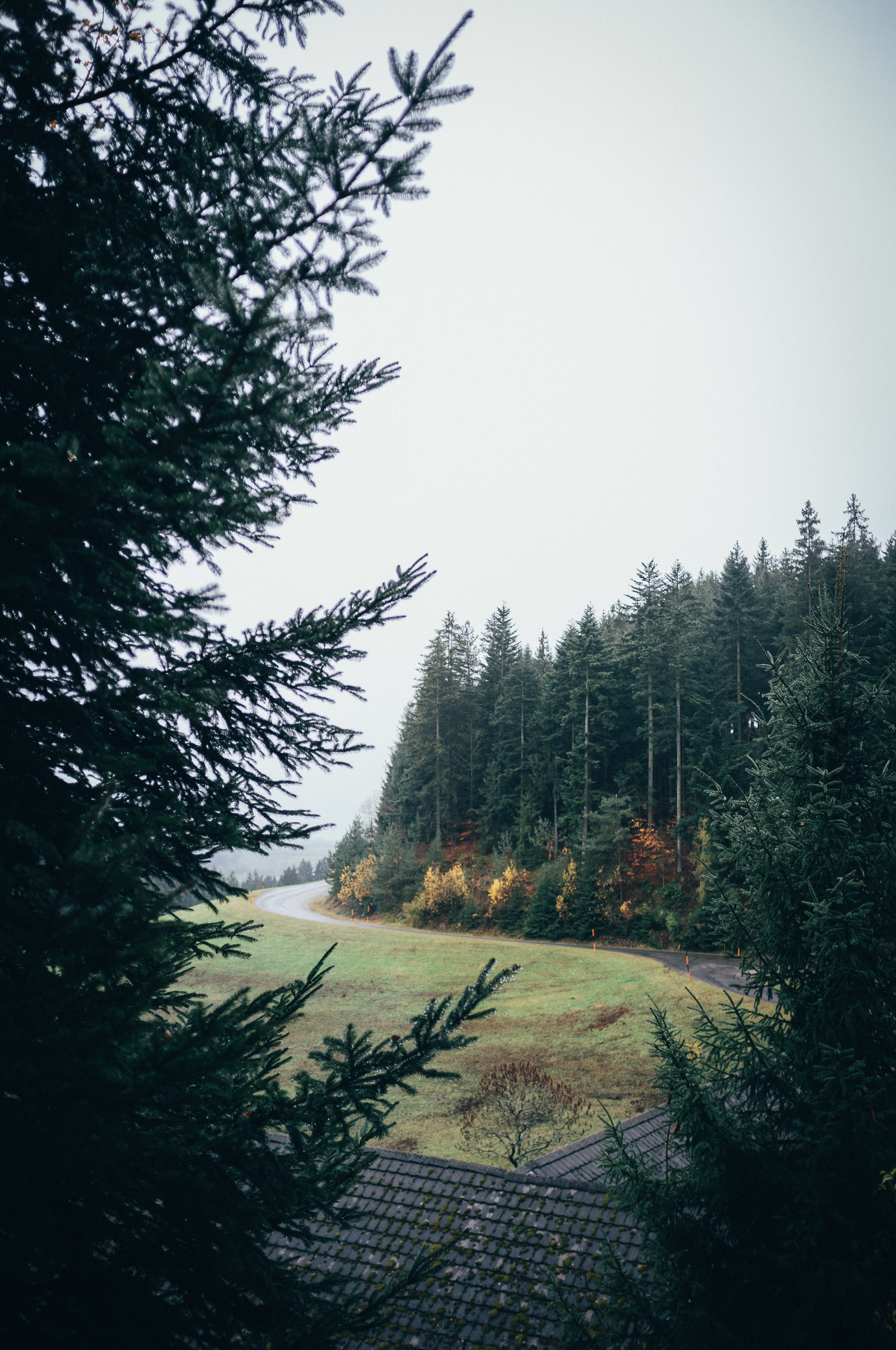 turn, nature, trees, road, forest, lawn