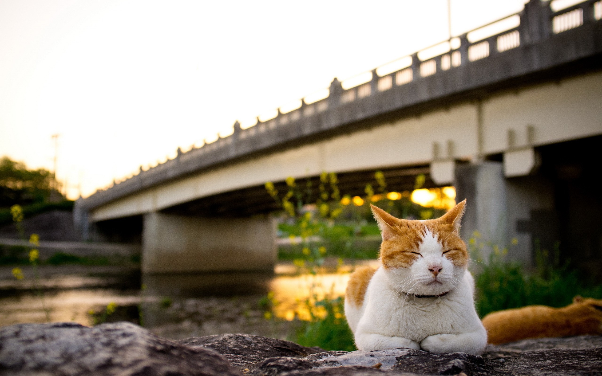 Baixe gratuitamente a imagem Animais, Gatos, Gato na área de trabalho do seu PC