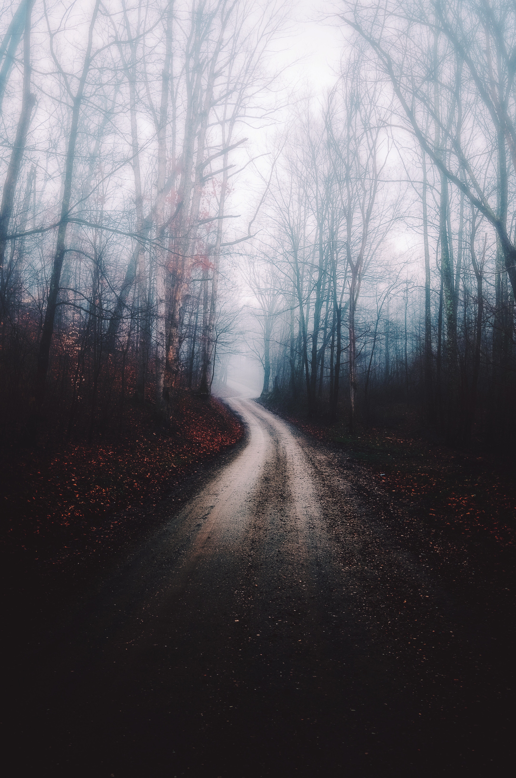 Free download wallpaper Trees, Fog, Path, Autumn, Nature, Forest on your PC desktop