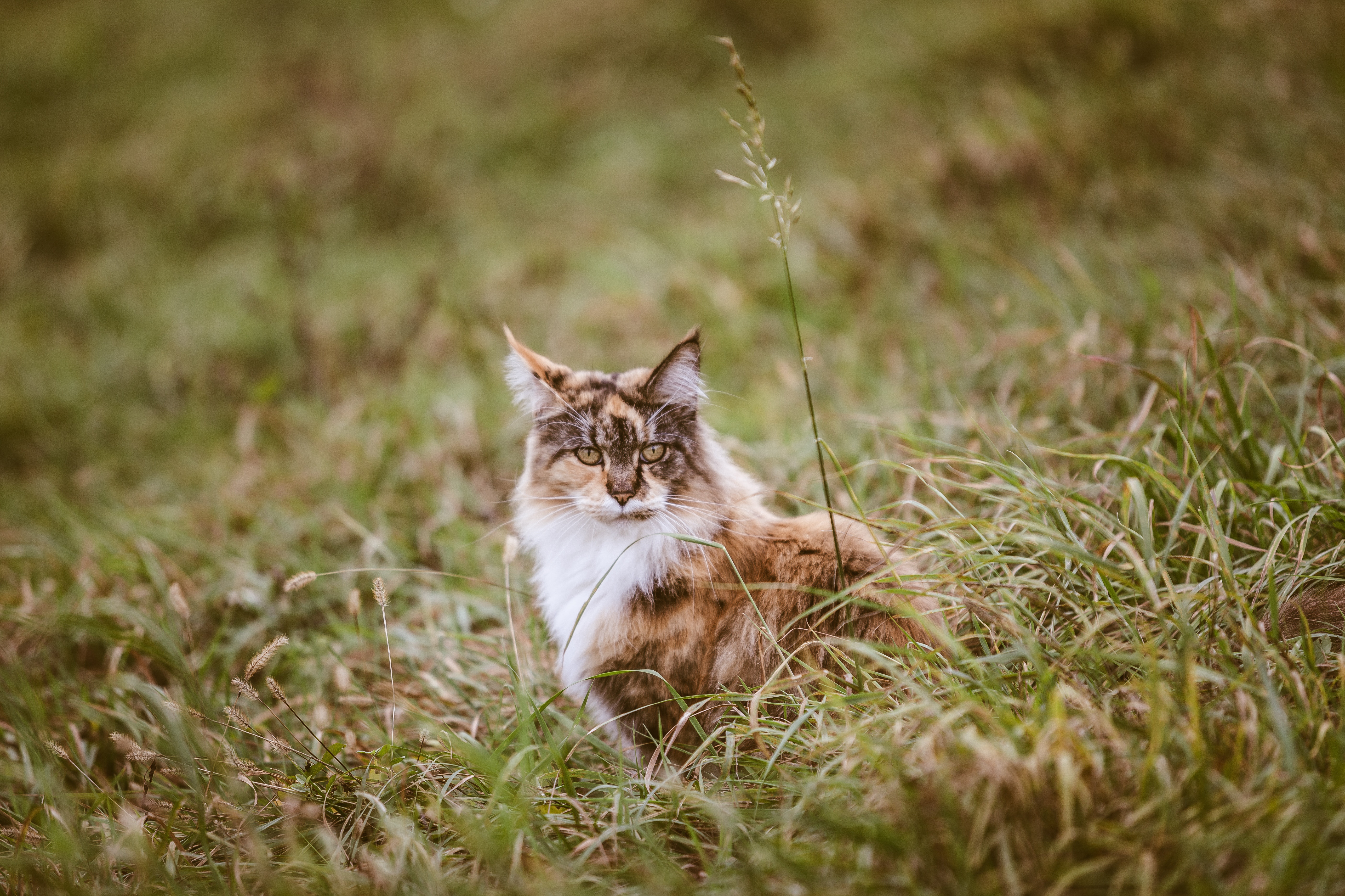 Descarga gratuita de fondo de pantalla para móvil de Gato, Gatos, Animales.