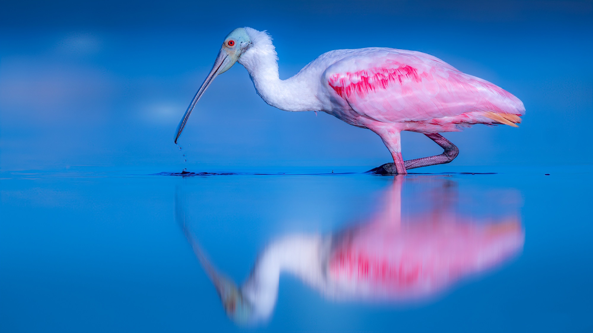 Download background animal, roseate spoonbill, bird, reflection, birds