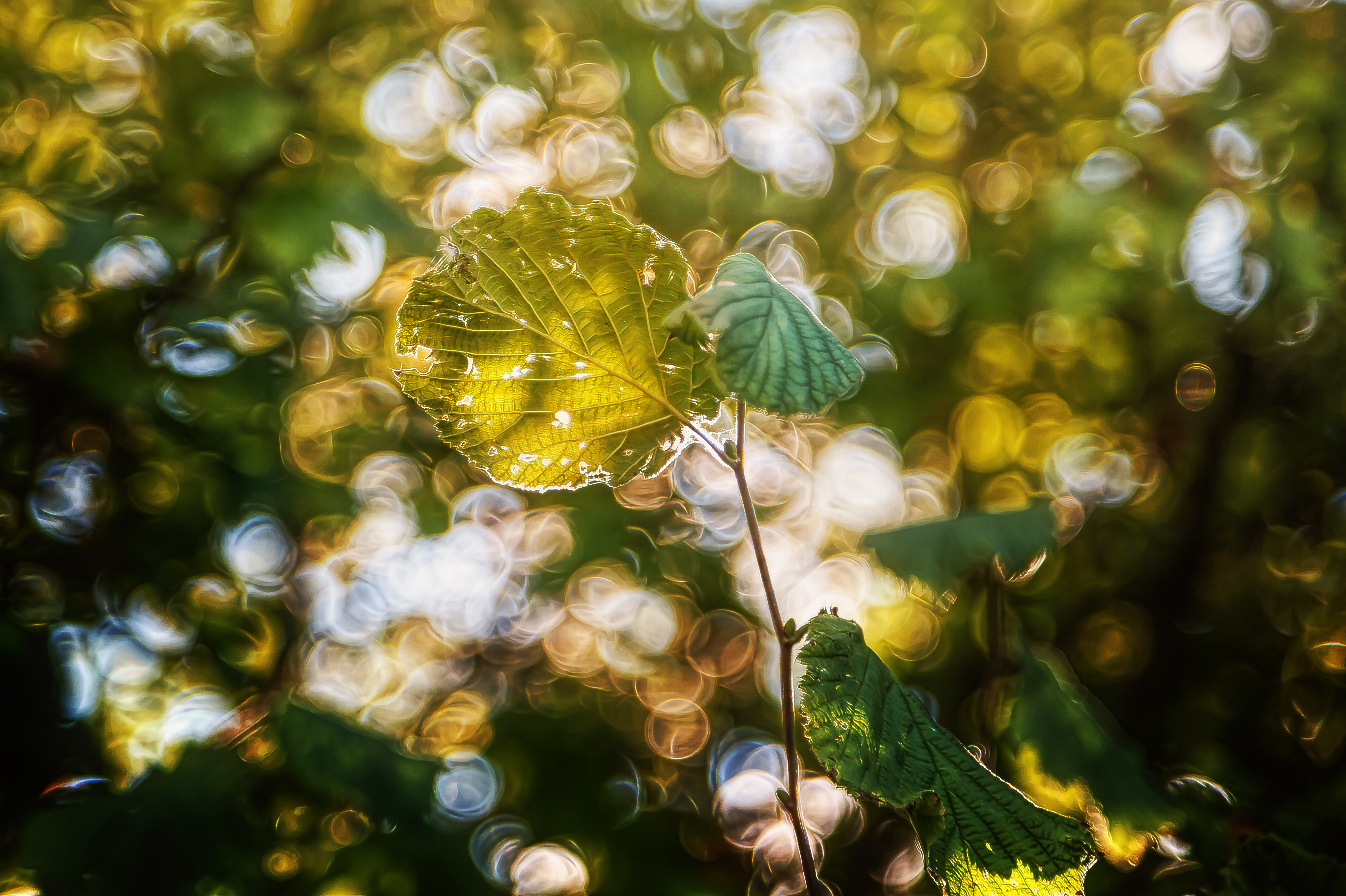 Handy-Wallpaper Natur, Blatt, Ast, Bokeh, Erde/natur kostenlos herunterladen.