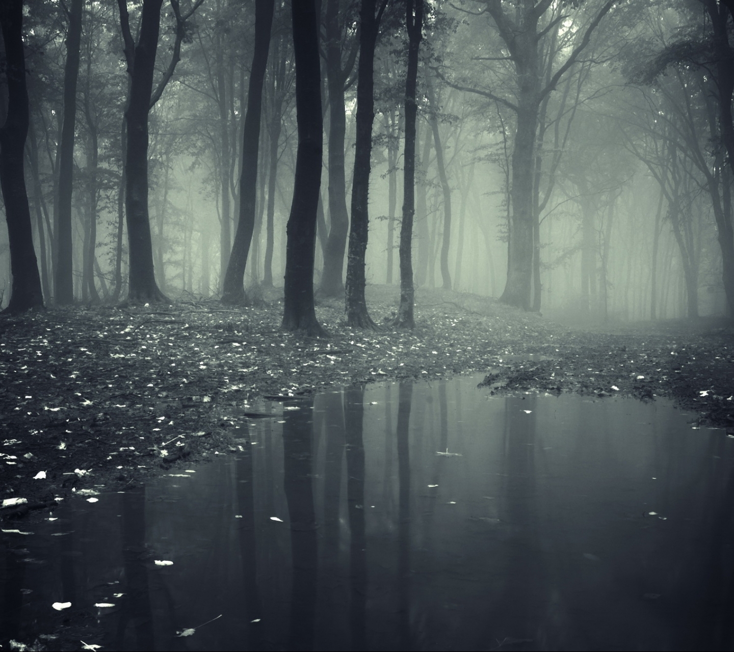 Descarga gratis la imagen Bosque, Oscuro en el escritorio de tu PC