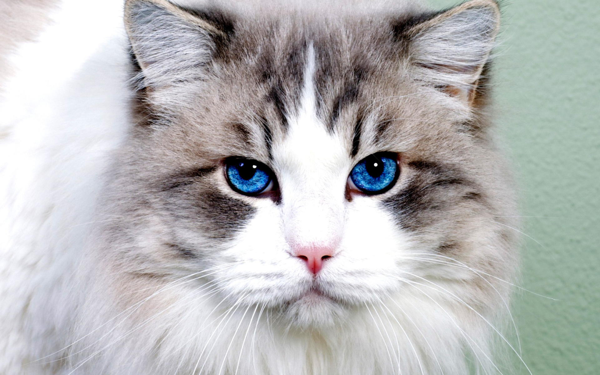 無料モバイル壁紙ネコ, 青い目, 猫, 動物をダウンロードします。