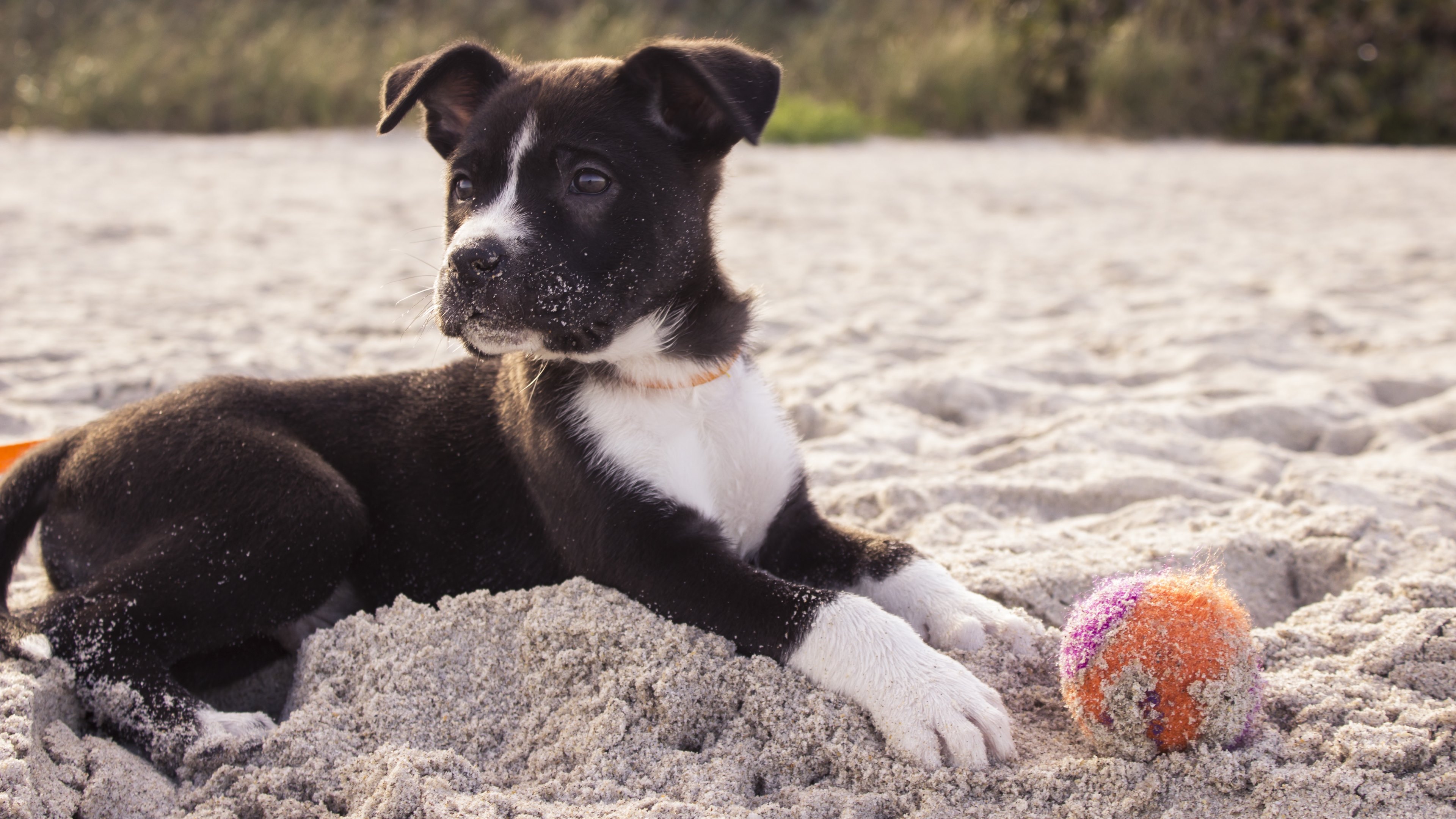 Download mobile wallpaper Dogs, Beach, Sand, Dog, Ball, Animal, Puppy for free.